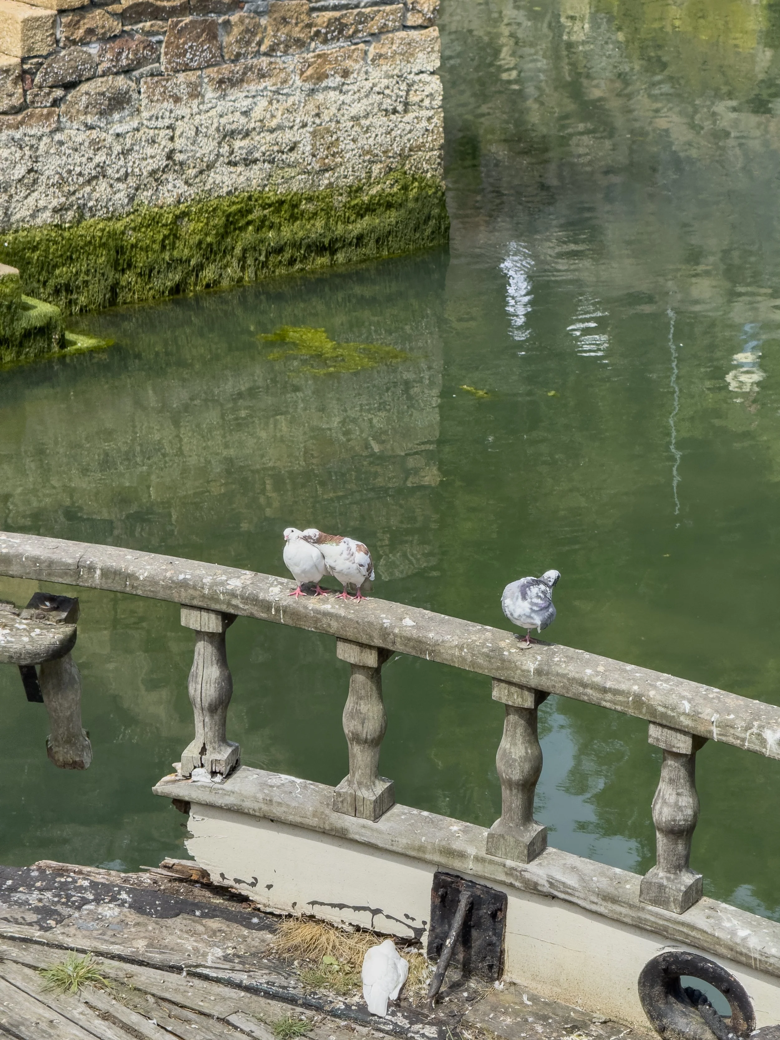 Birds on a Rail