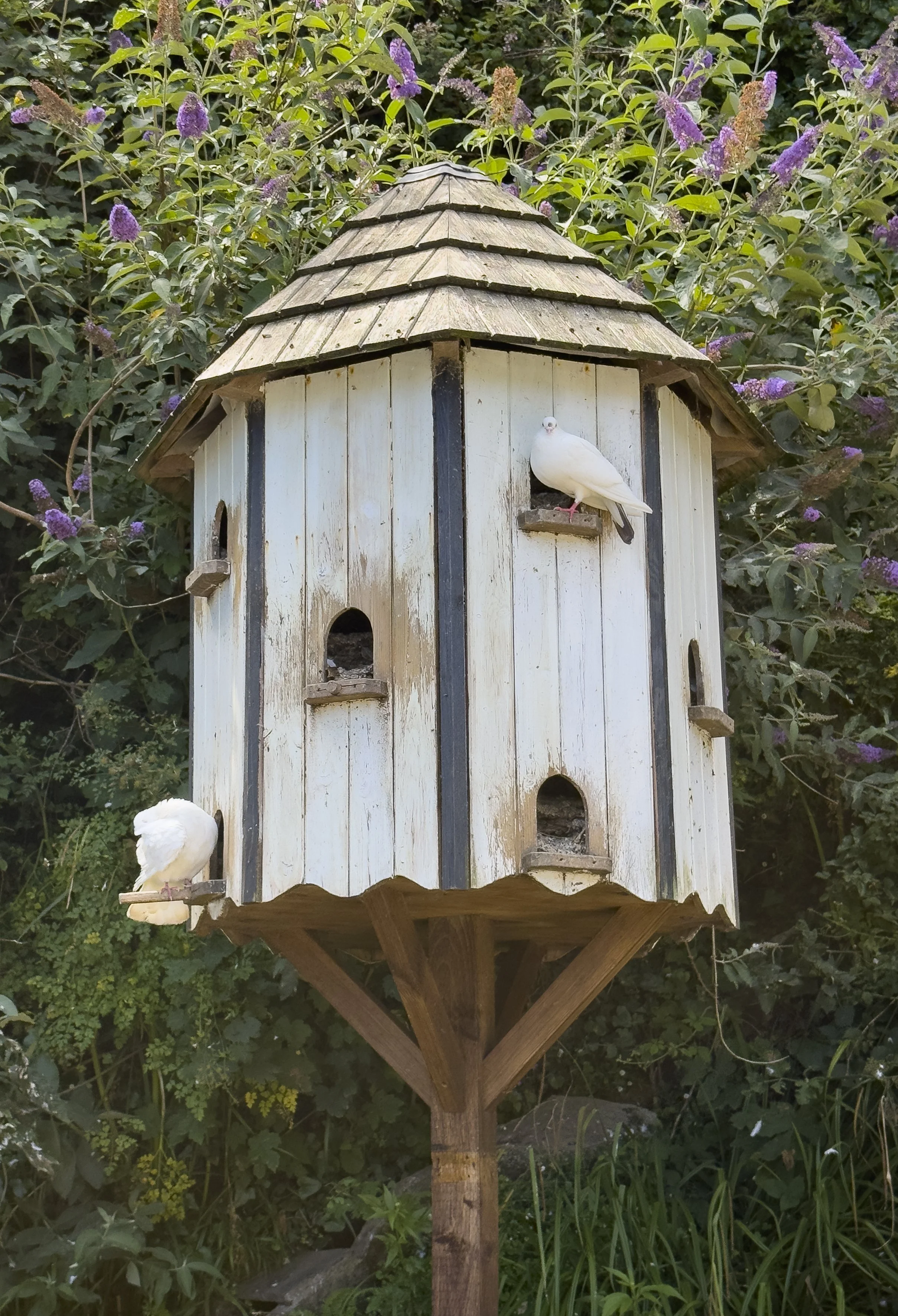 Large Bird House