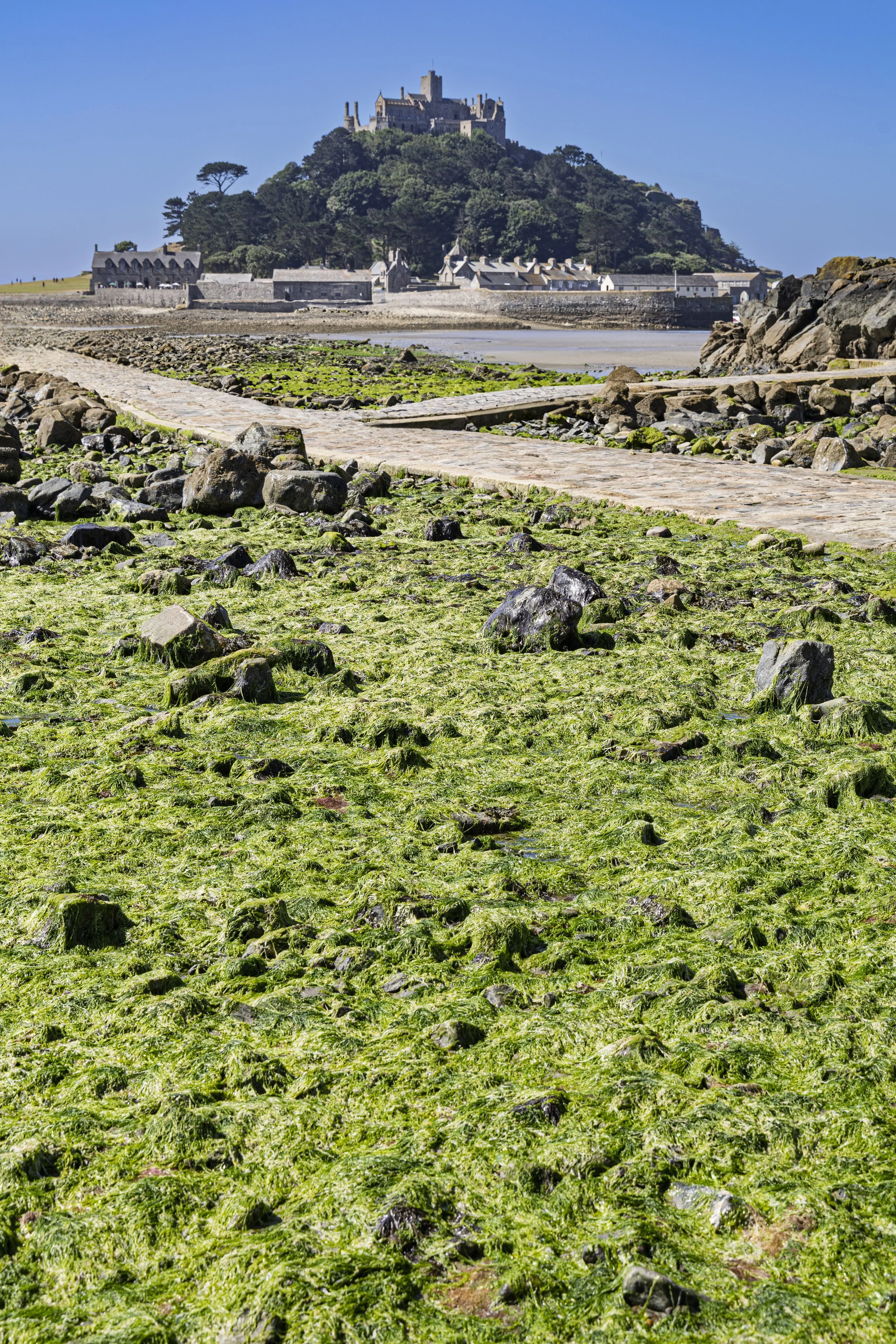 Long Green Foreground