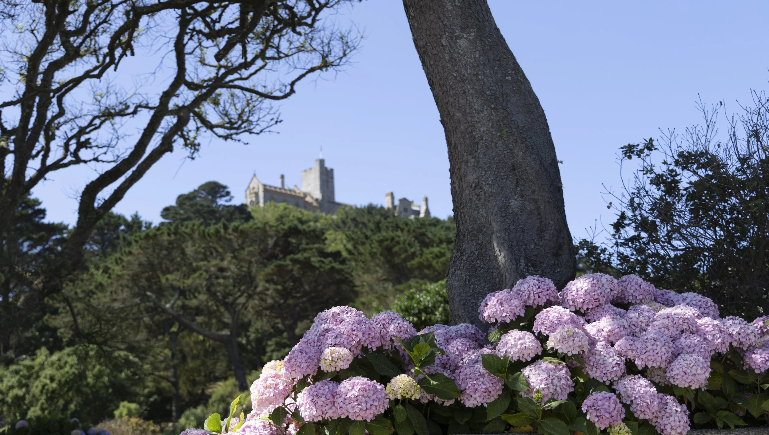 Hydrangeas and Castle