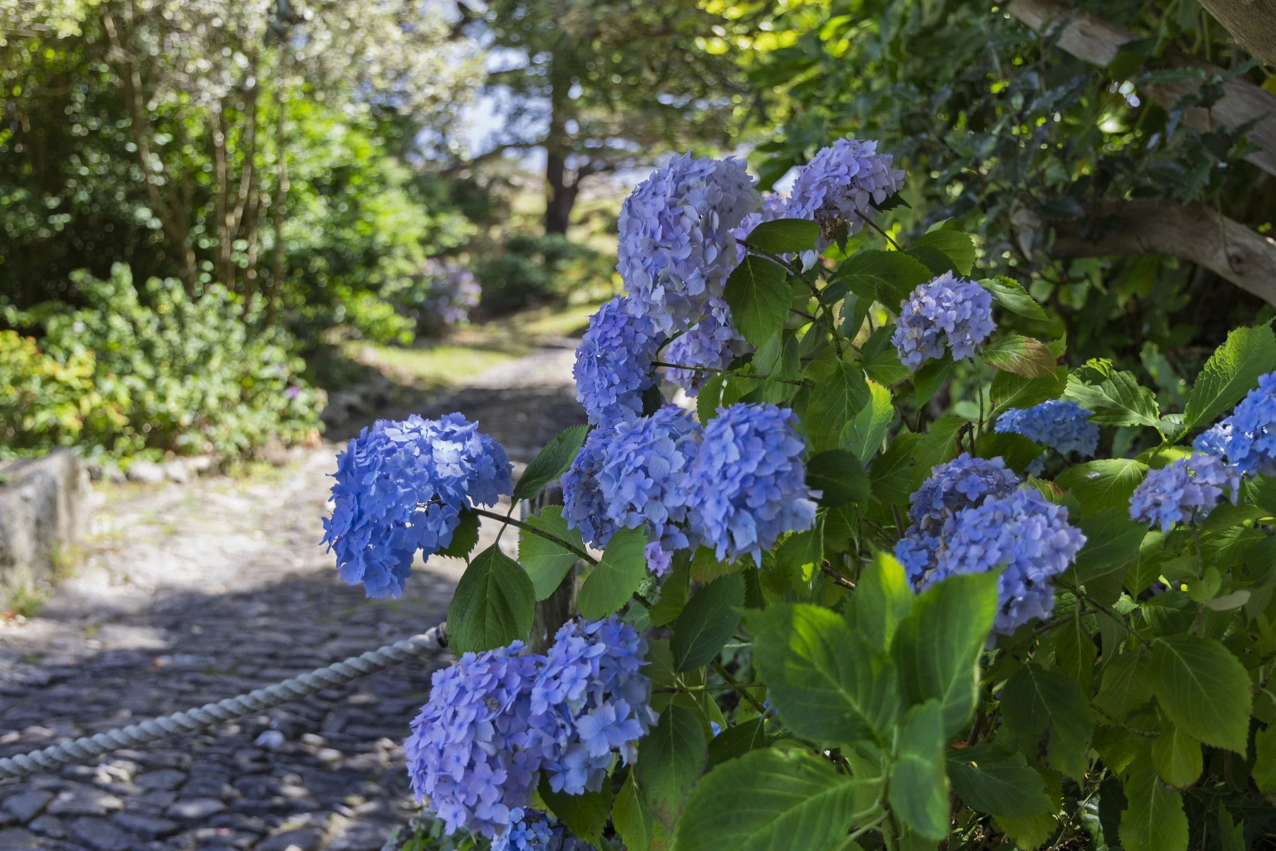 Hydrangeas on the Path