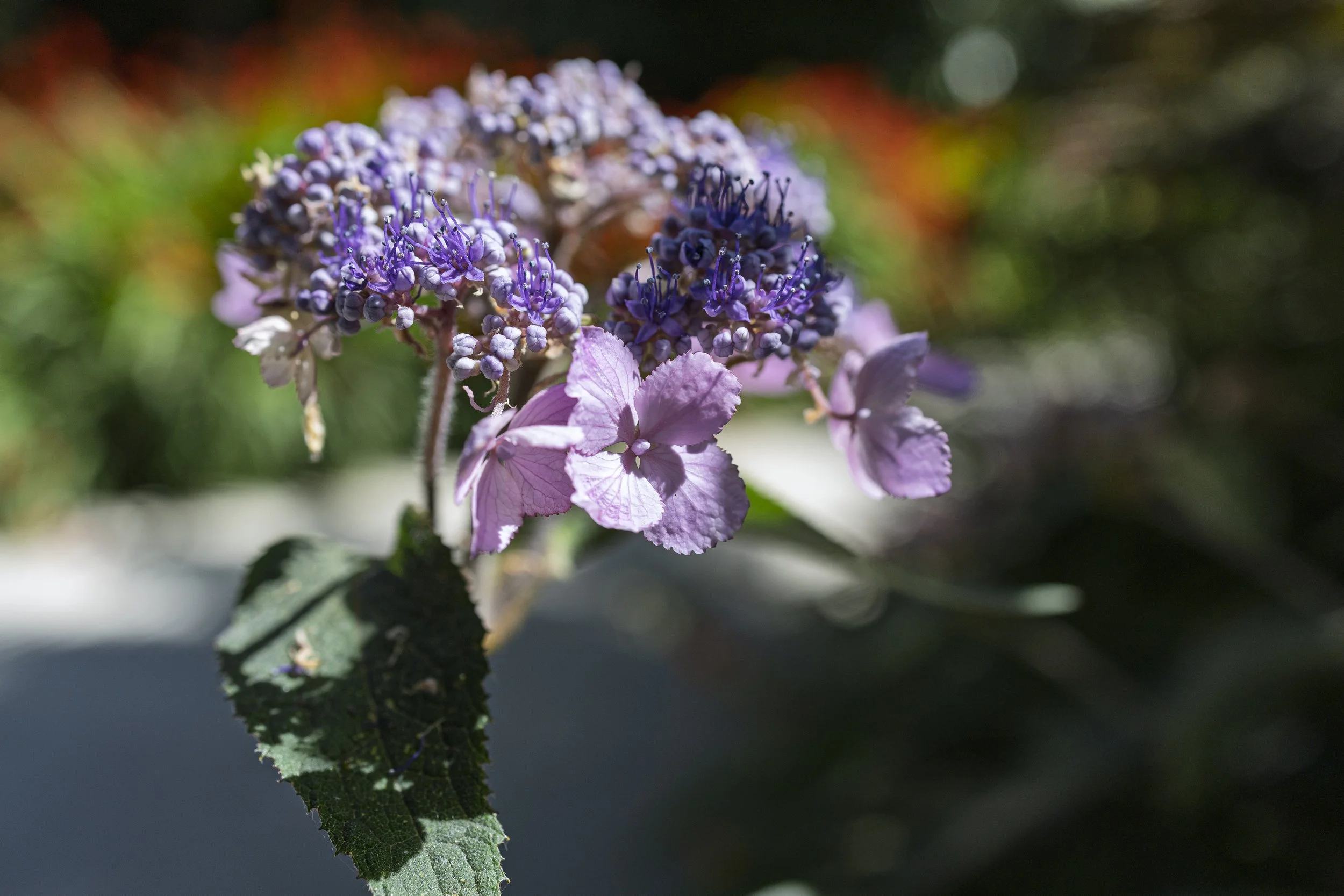 Purple Flowers
