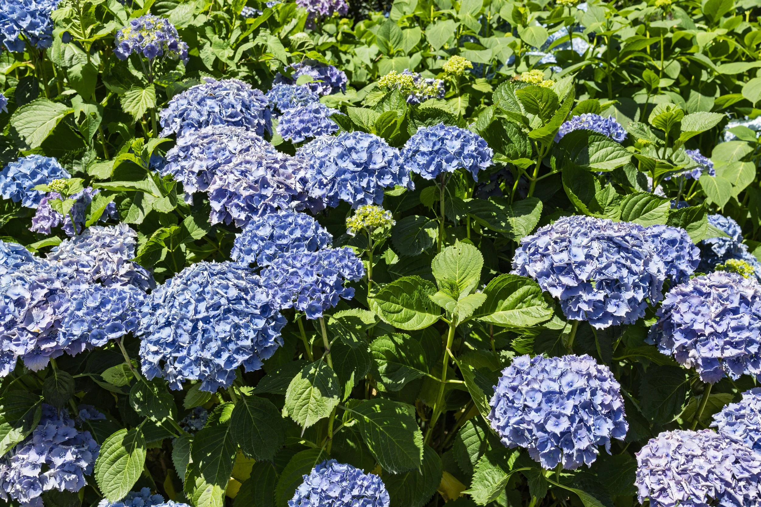 Blue Hydrangeas