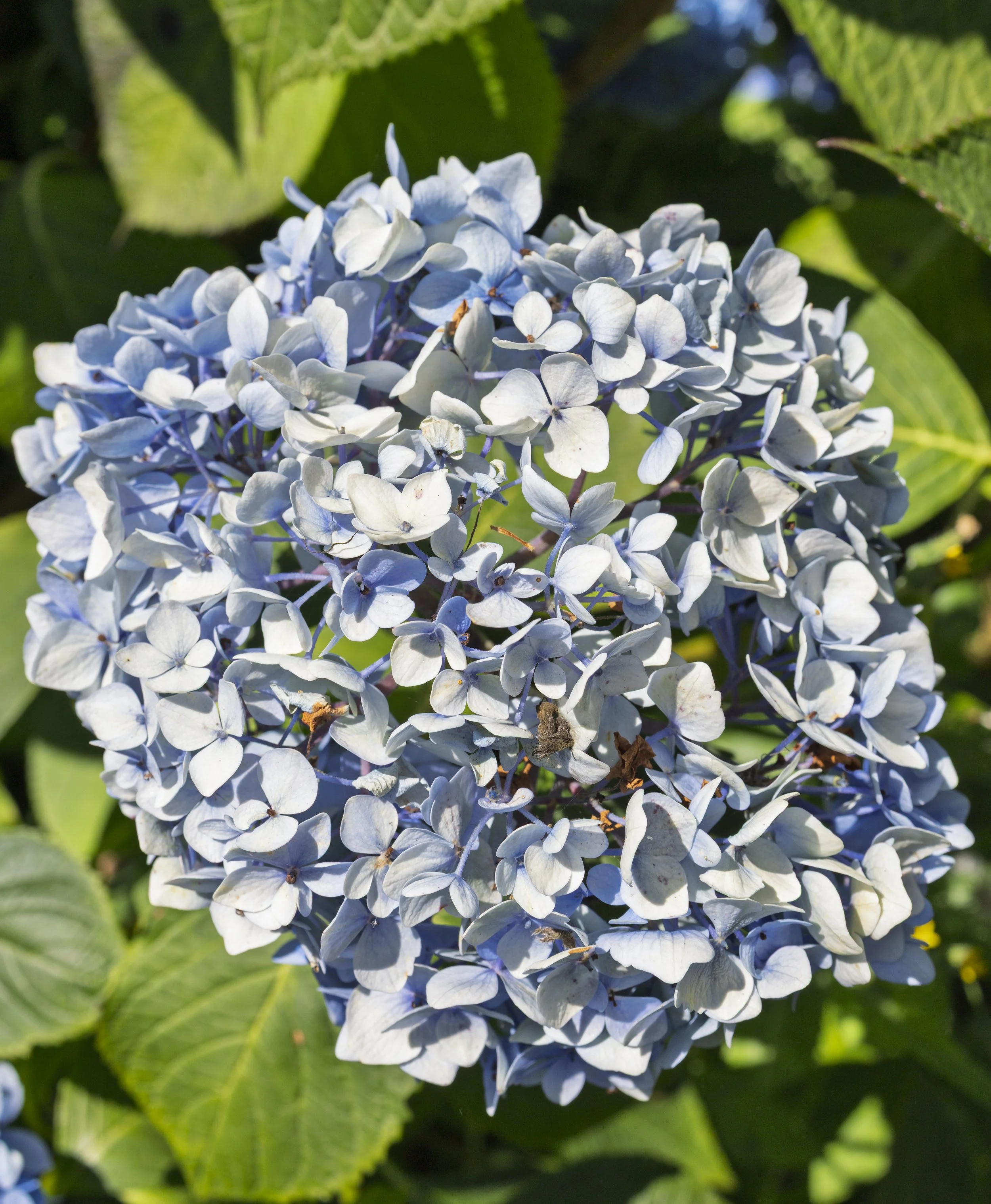 Full Hydrangea