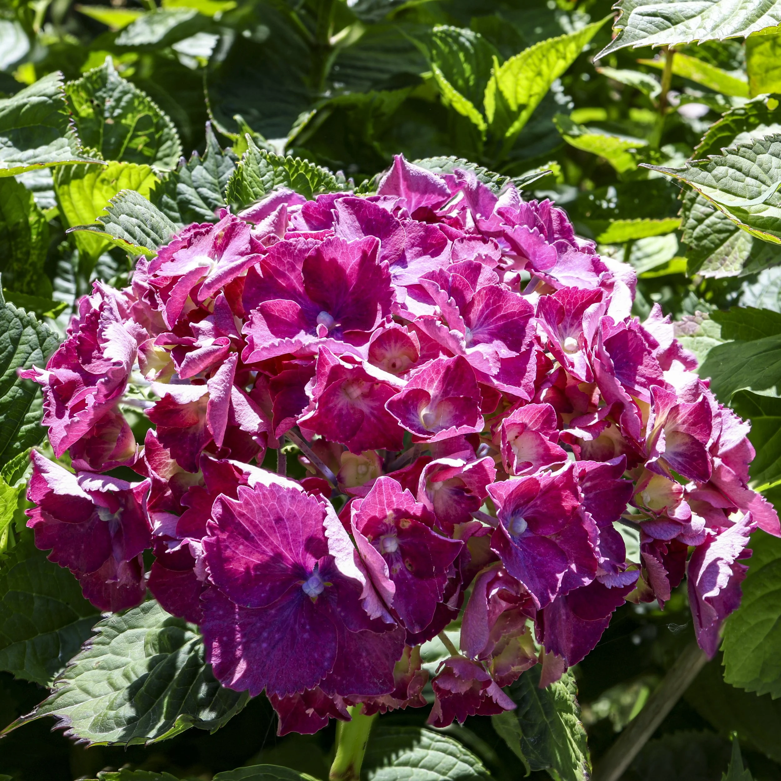 Red Hydrangeas