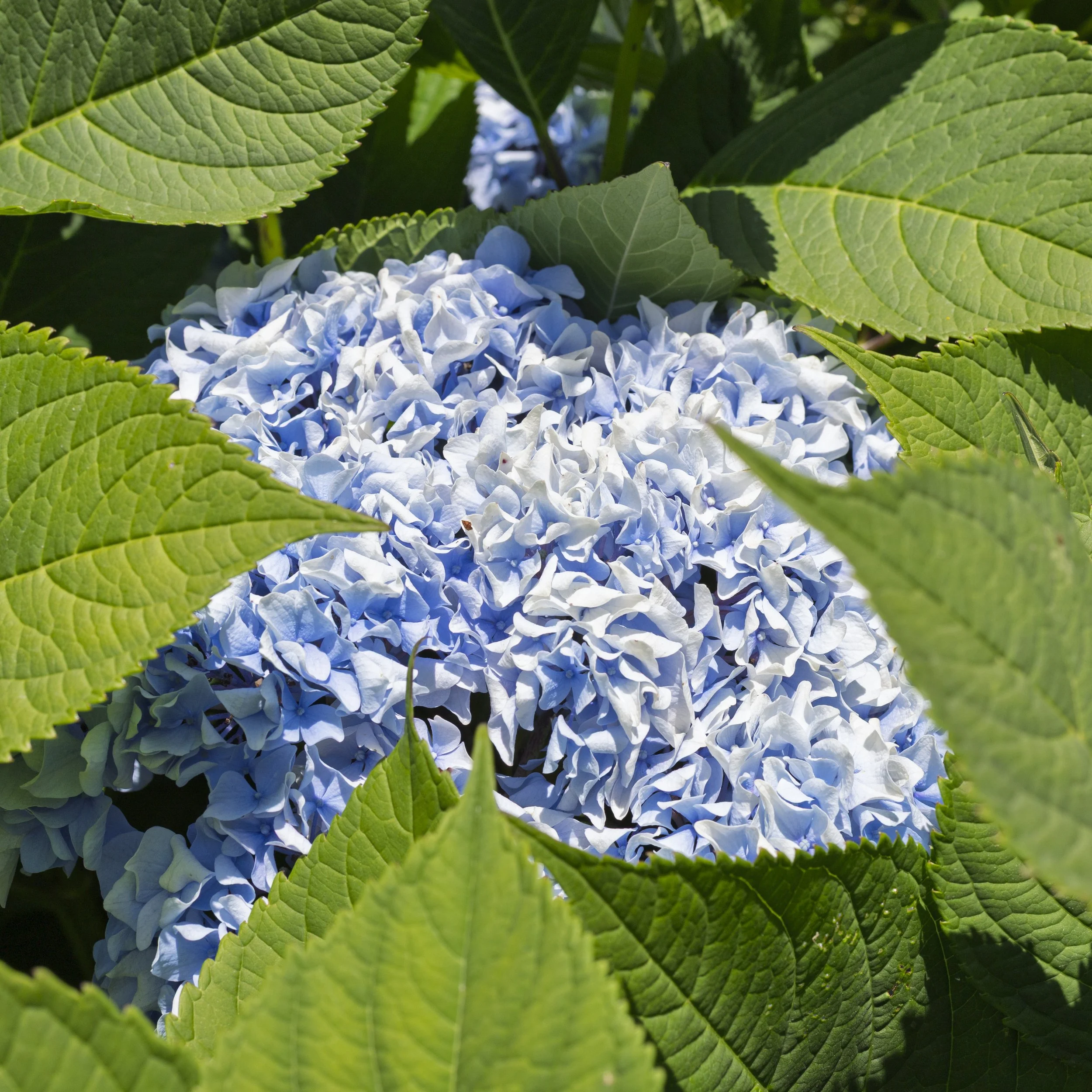 Concealed Hydrangea
