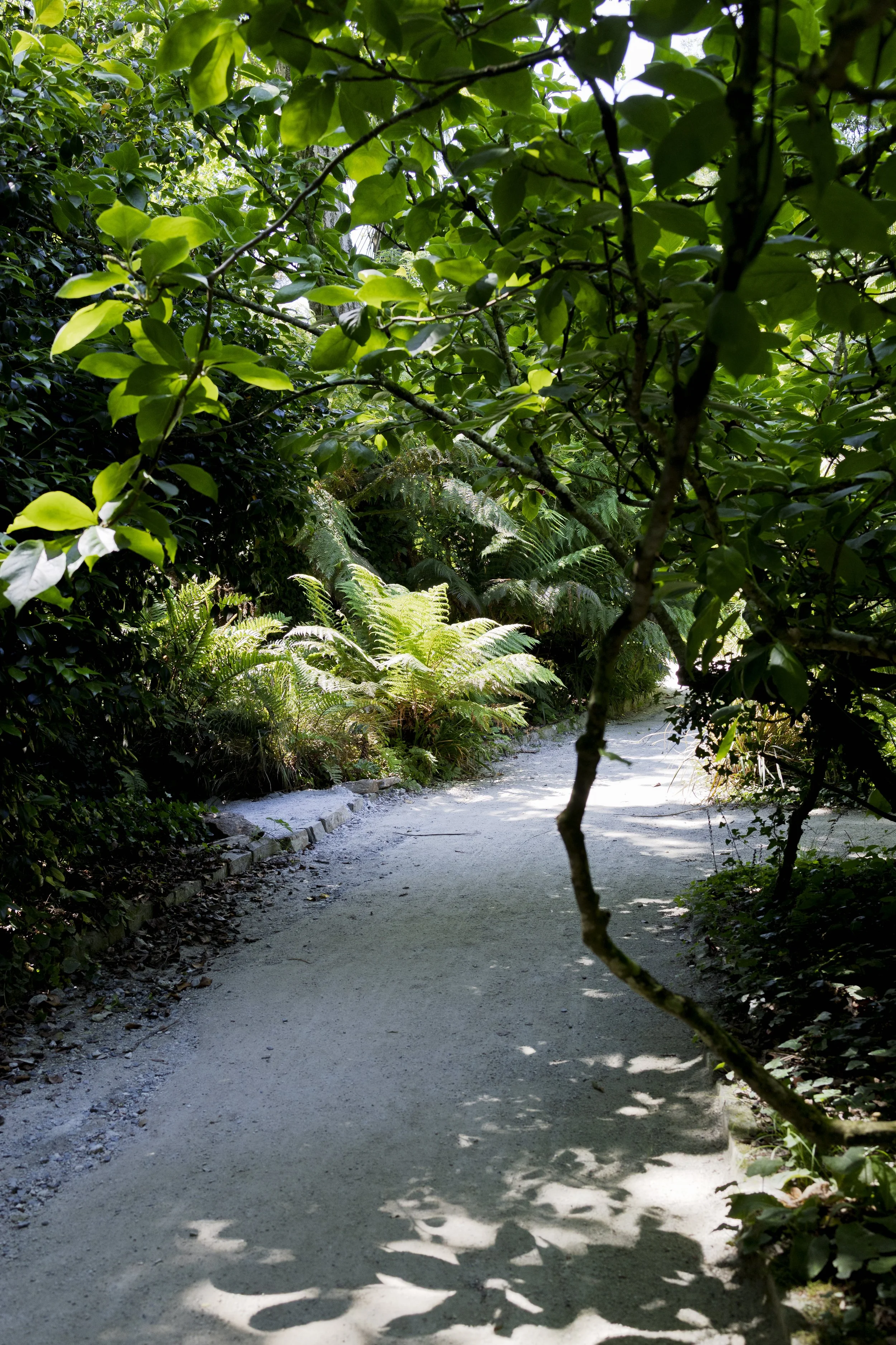 Rain Forest Path