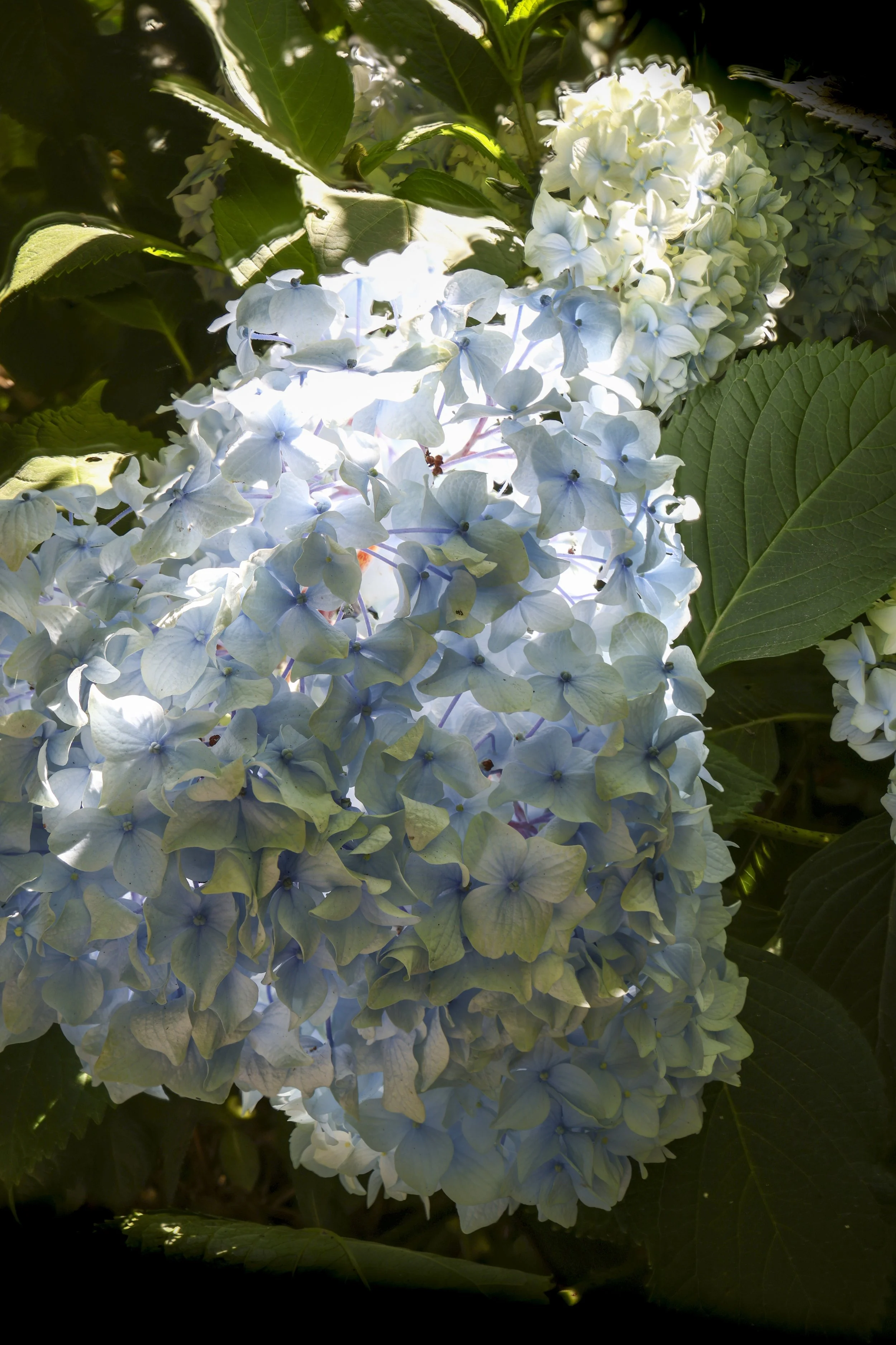Blue-White Hydrangea