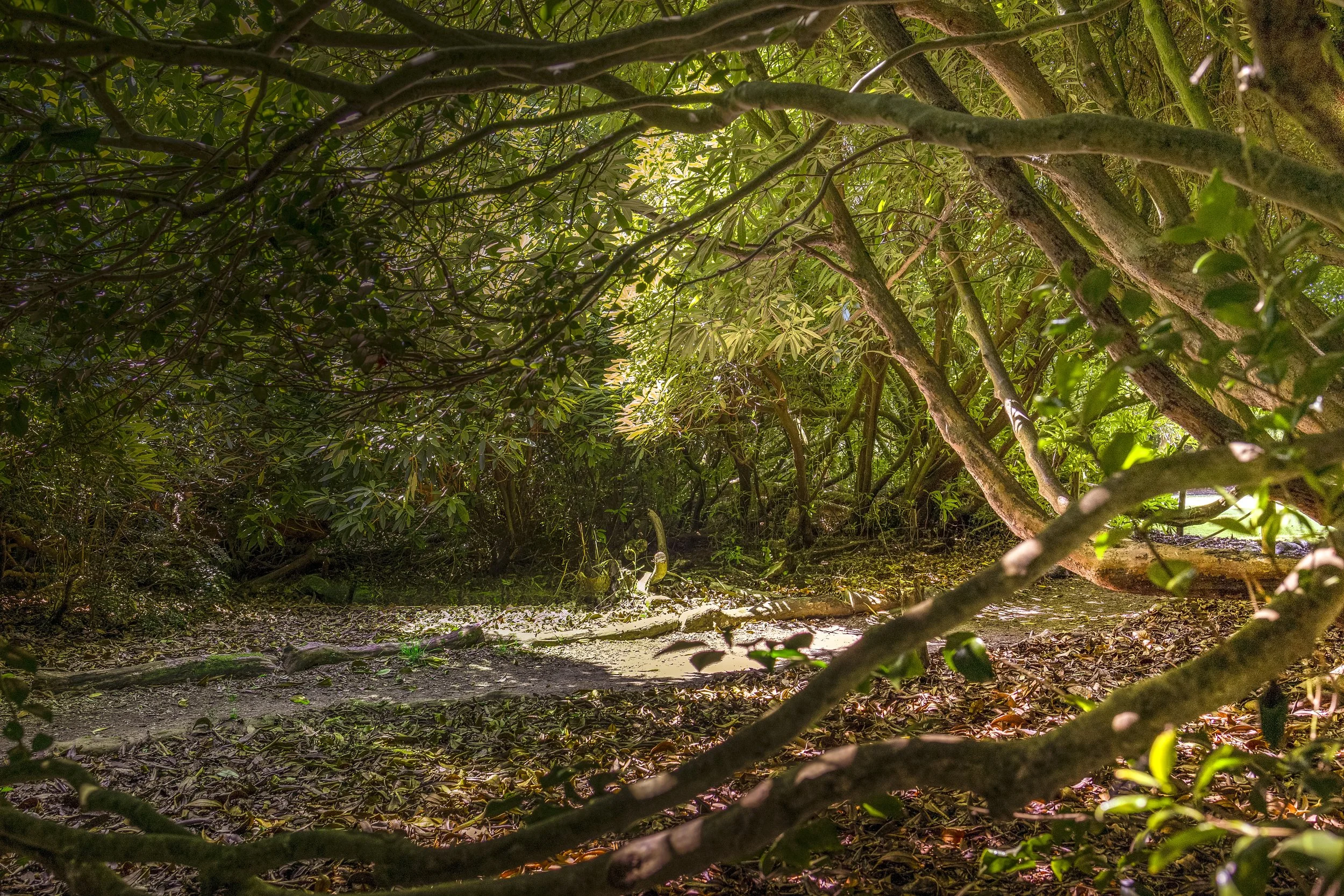 Shaded Scene