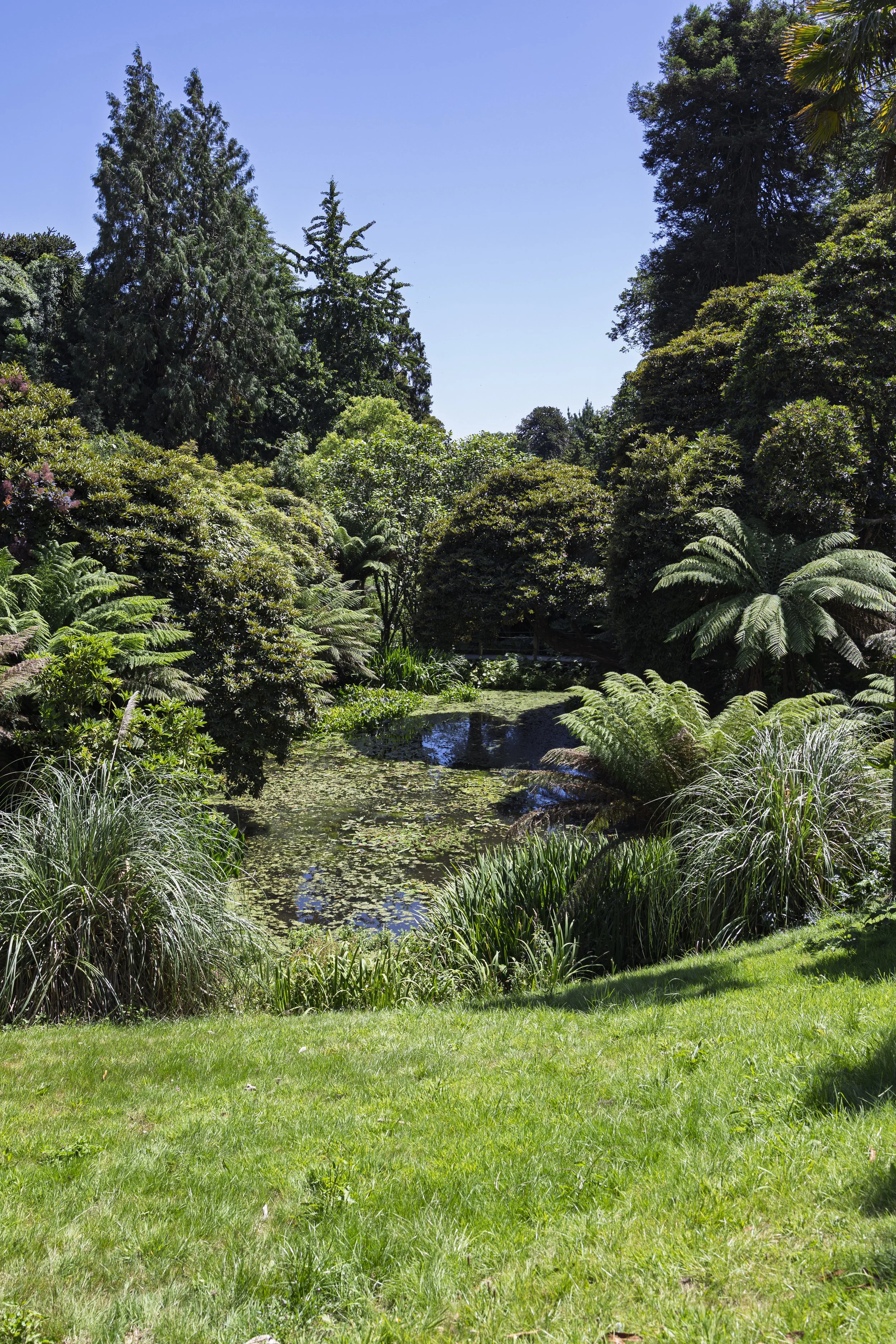 Pond and Ferns