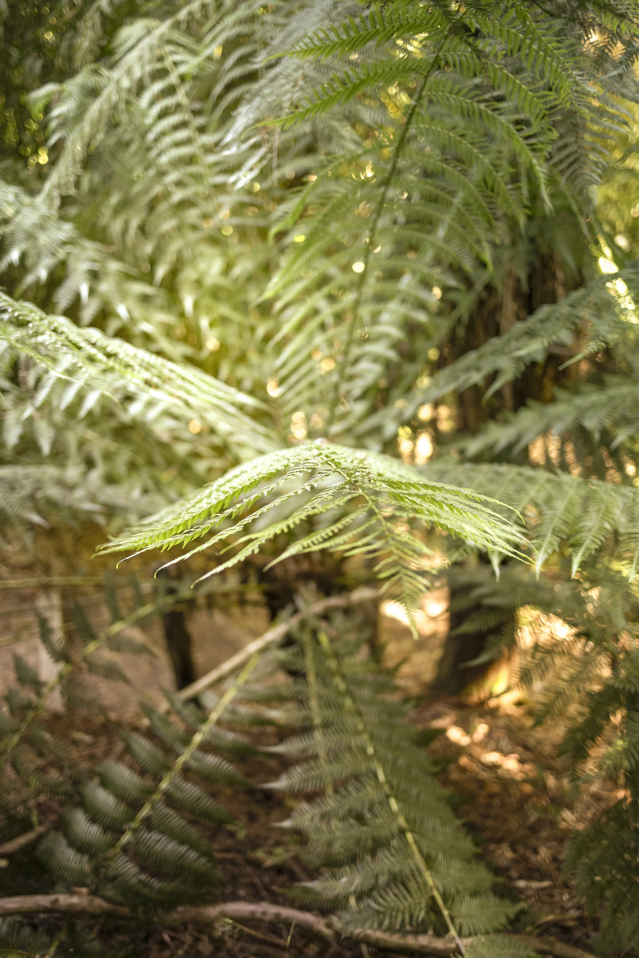 Sunlit Ferns