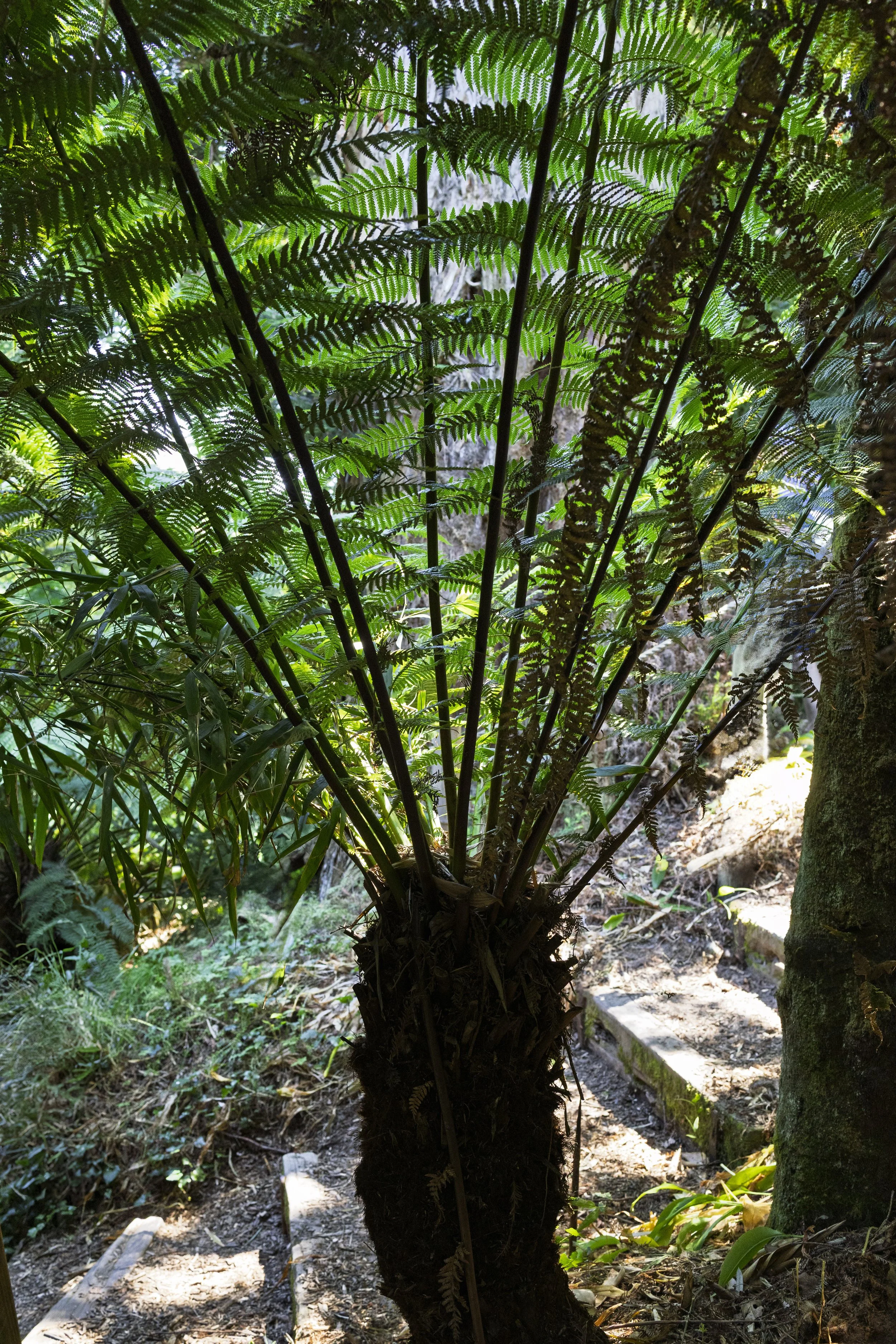Dark Ferns