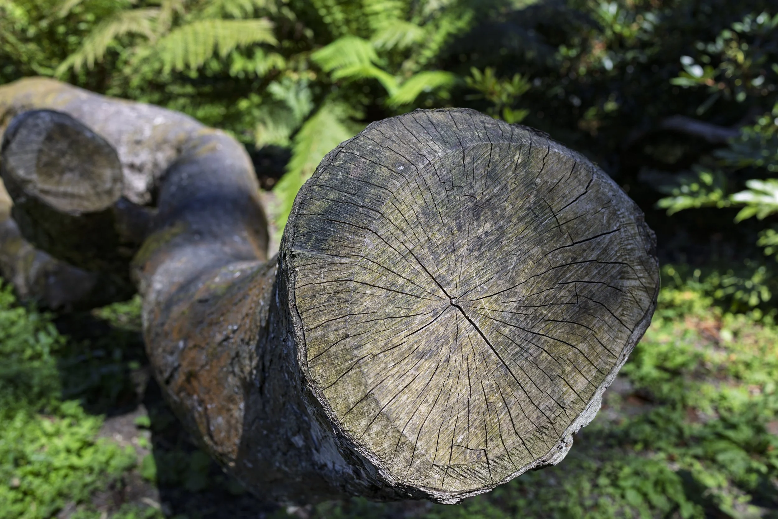 Sawn Logs