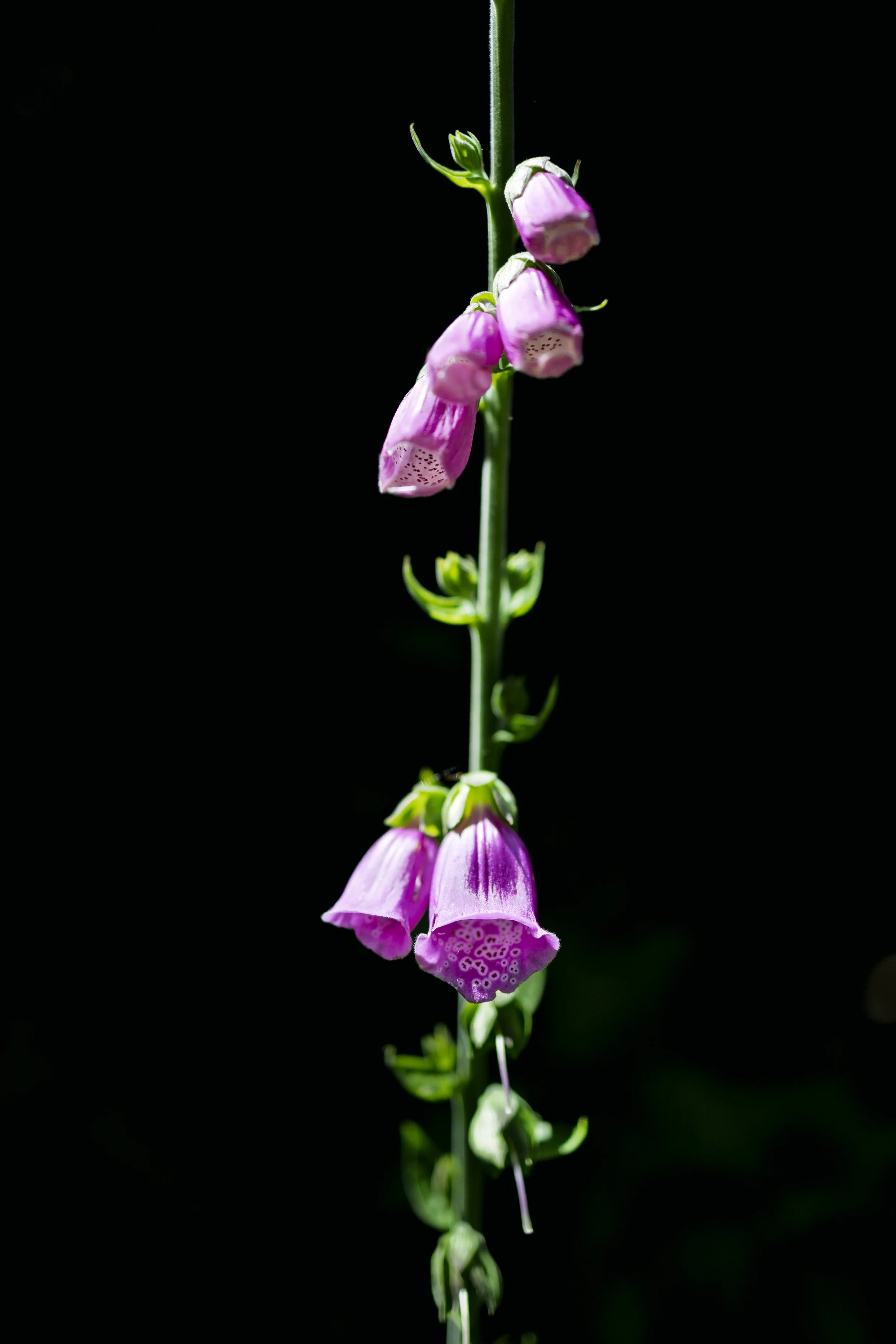 Fox Gloves