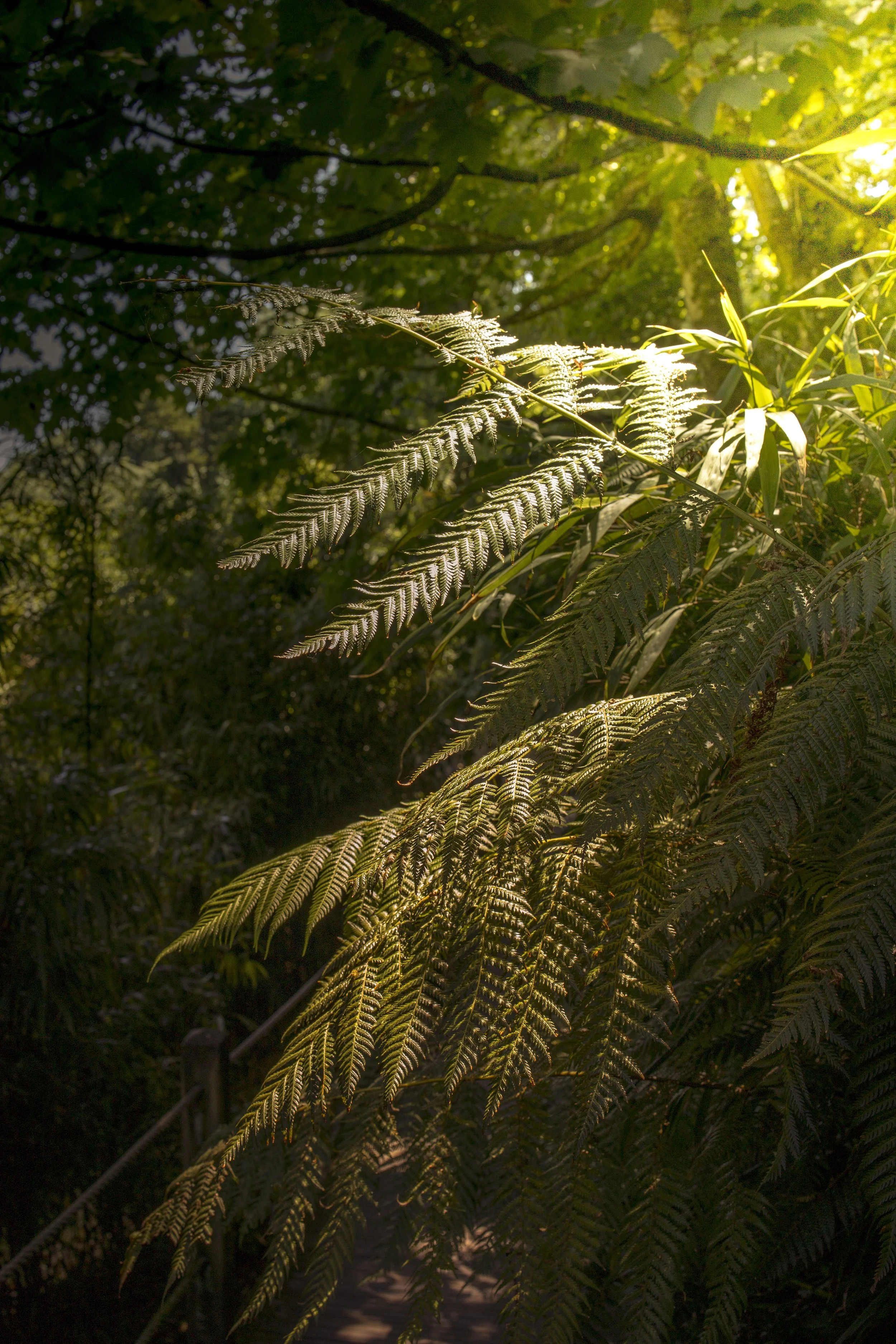 Semi Lit Ferns
