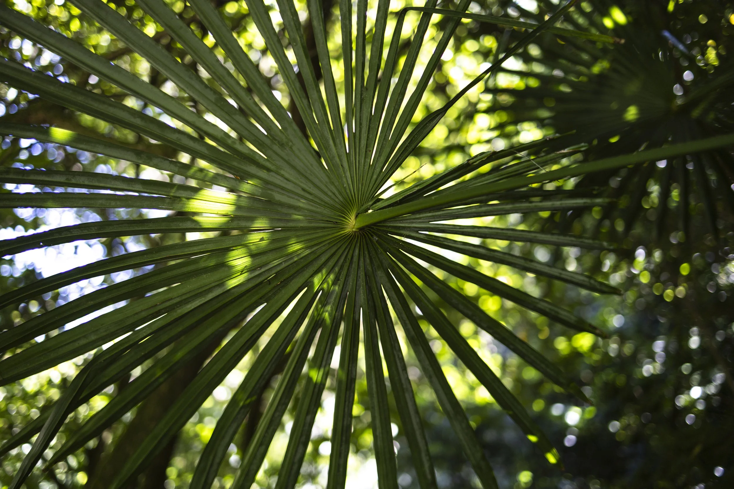 Radiating Fern
