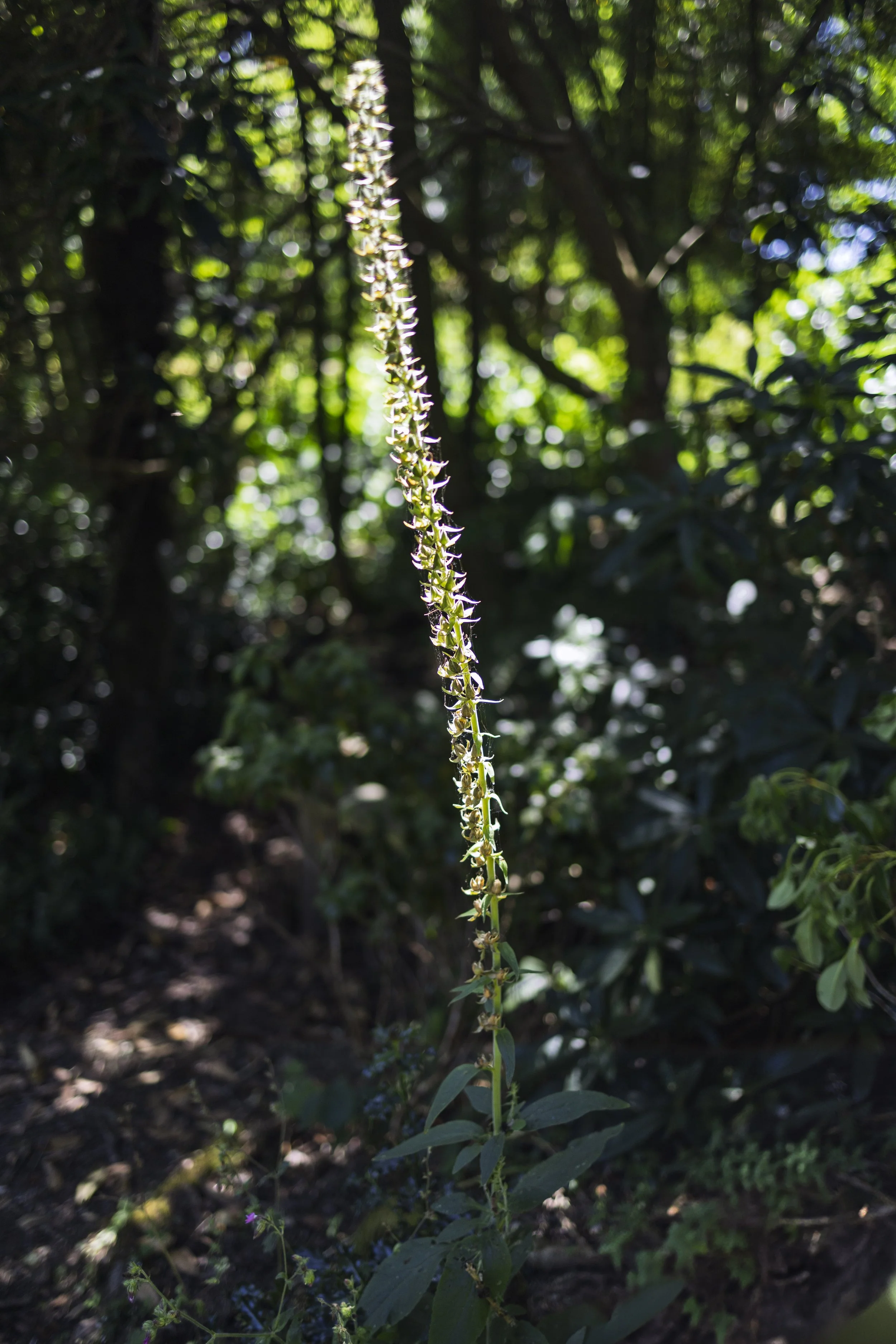 Ascending Vine