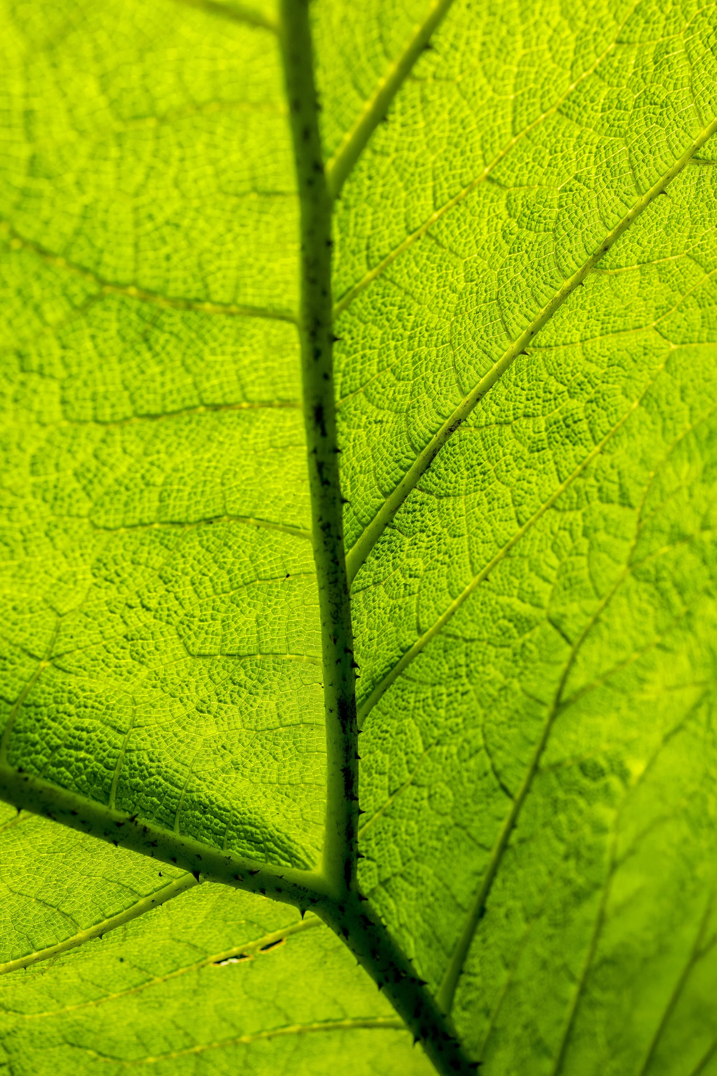 Green Leaf