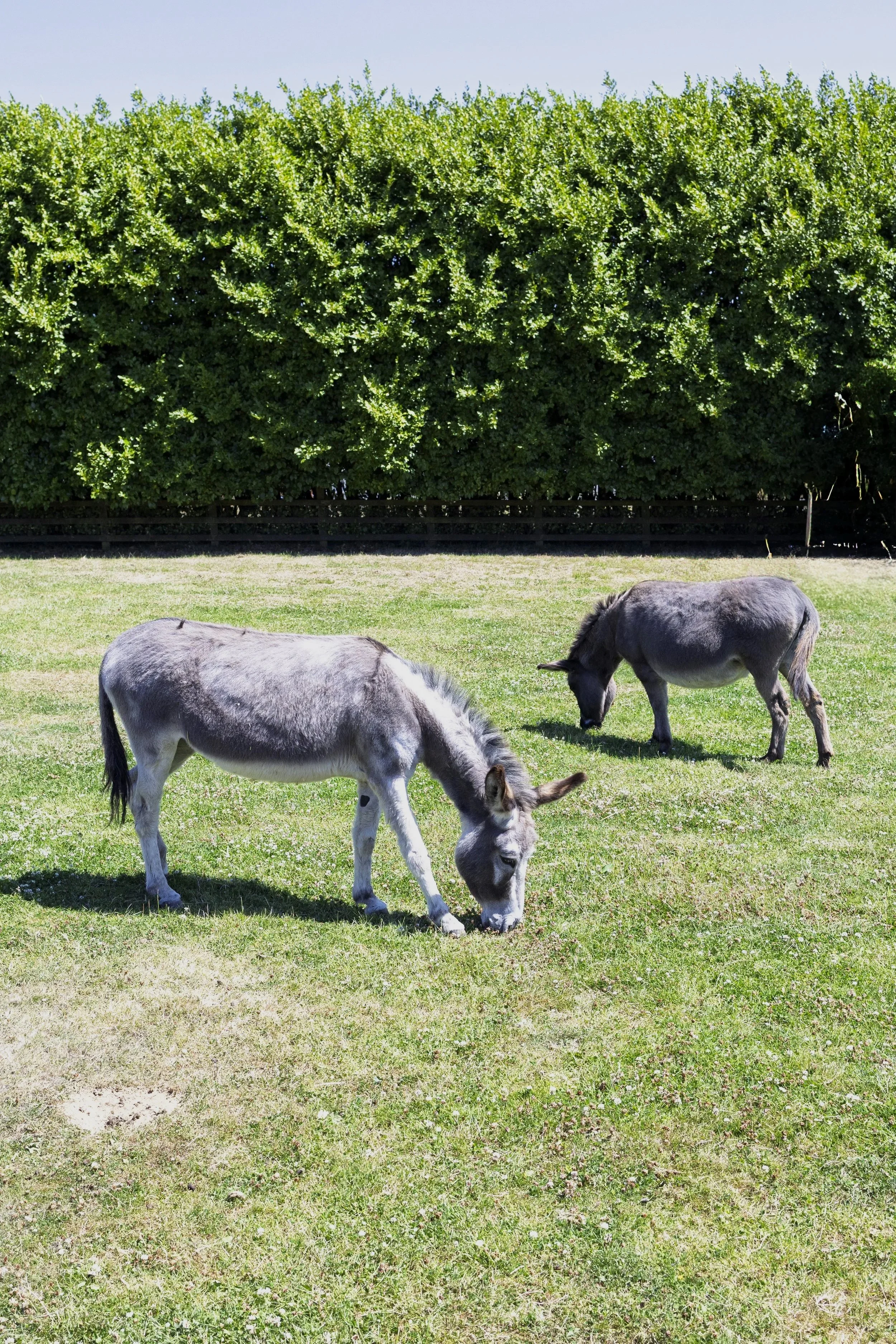 Two Donkeys