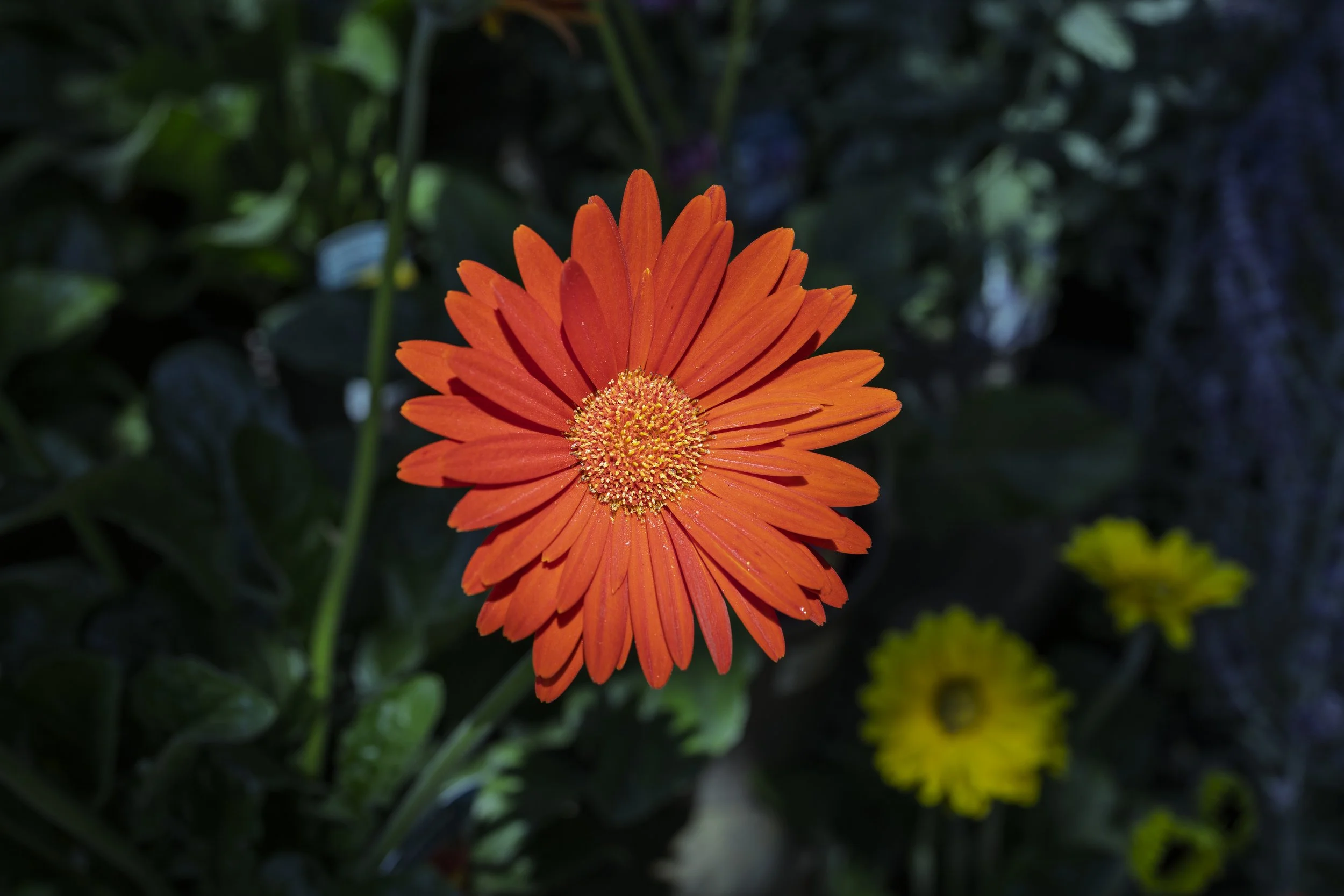 Red Calendula