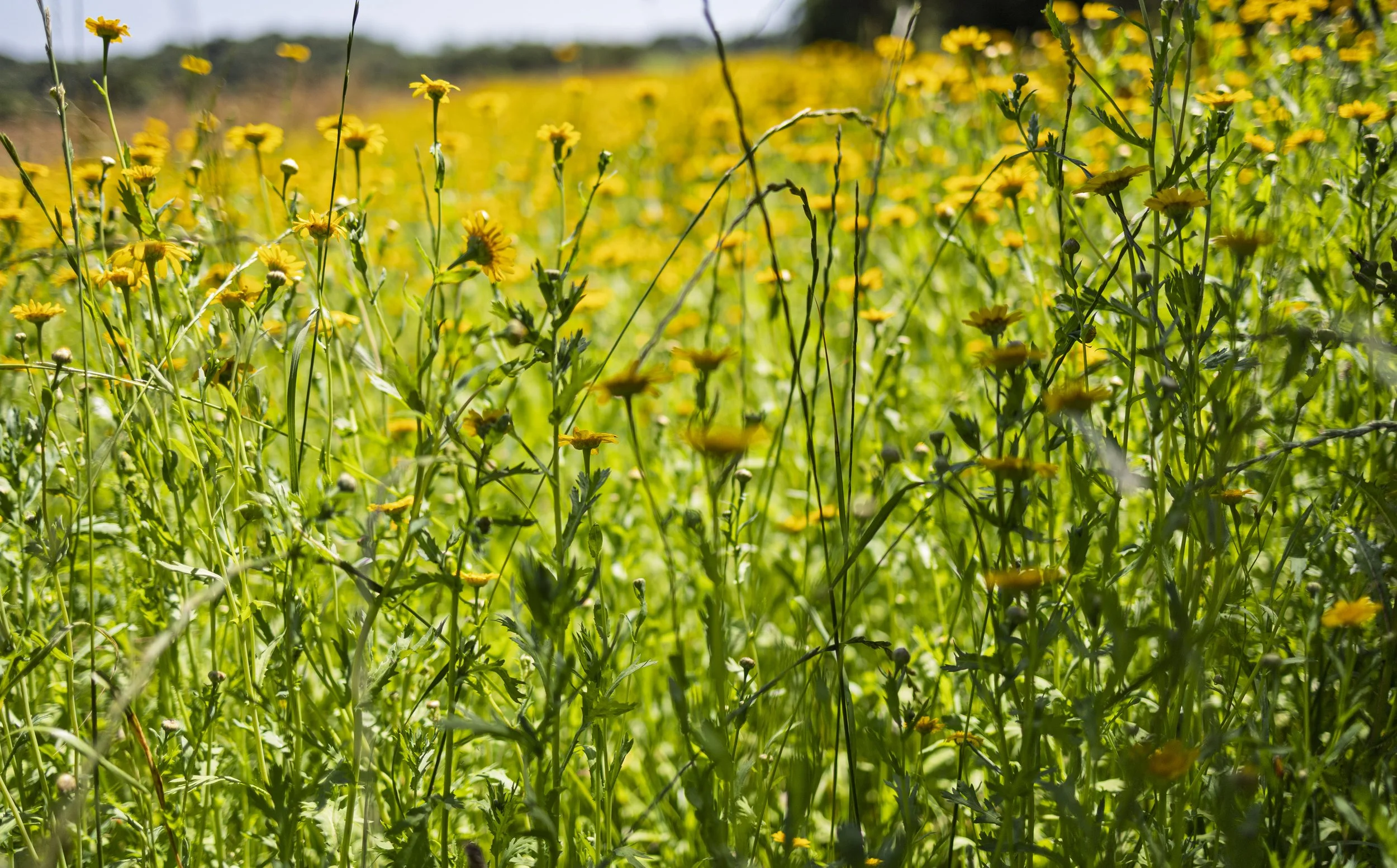 Corn Marigold Field