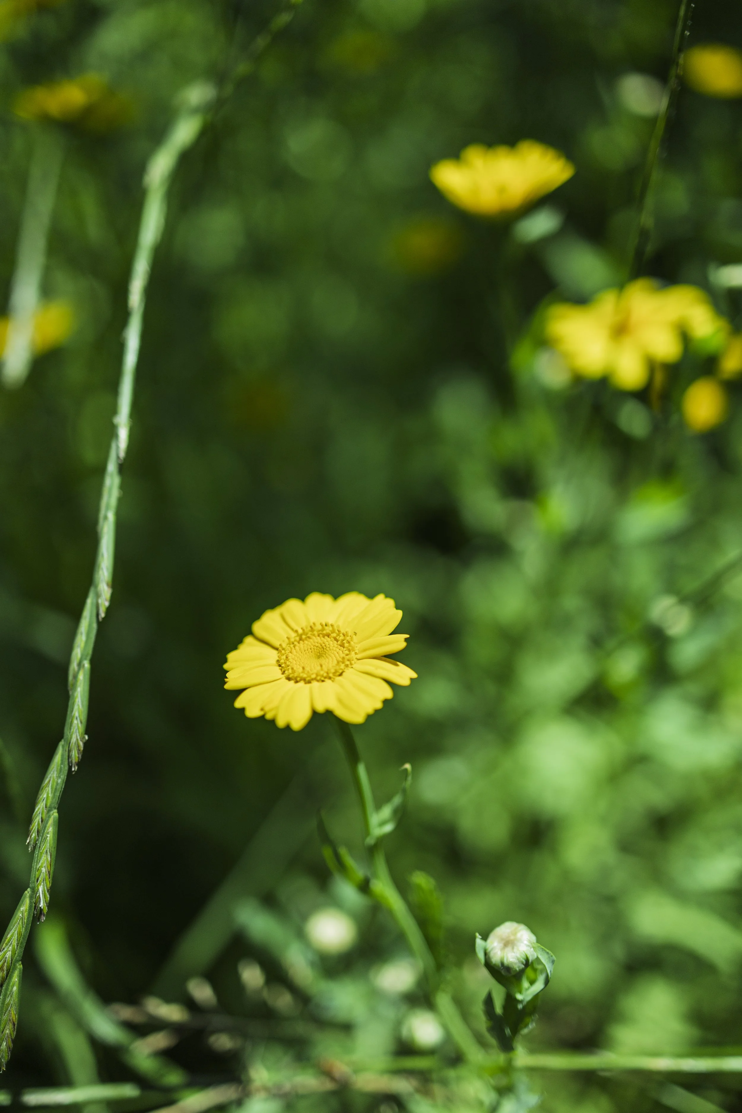 Daisy