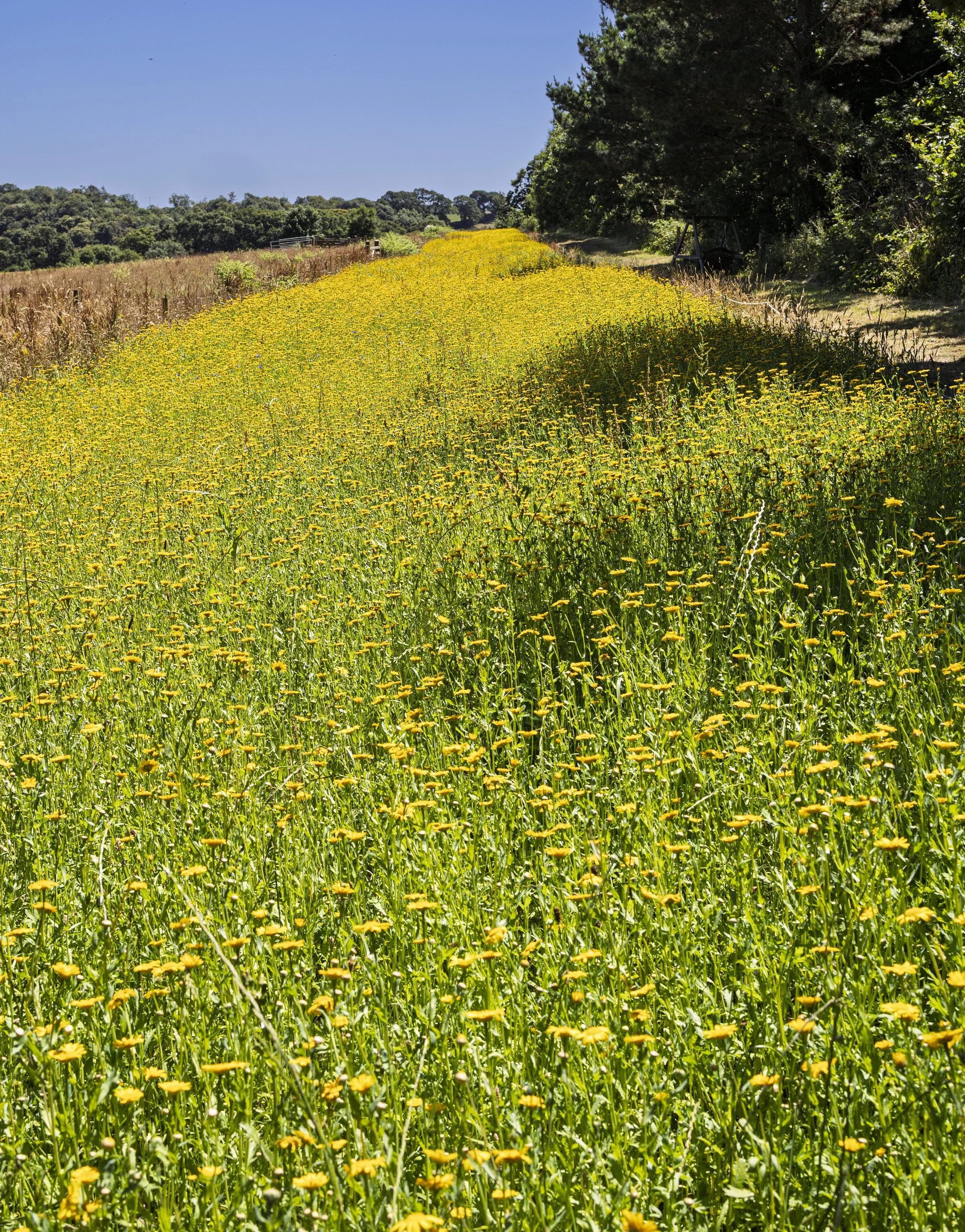 Yellow Field