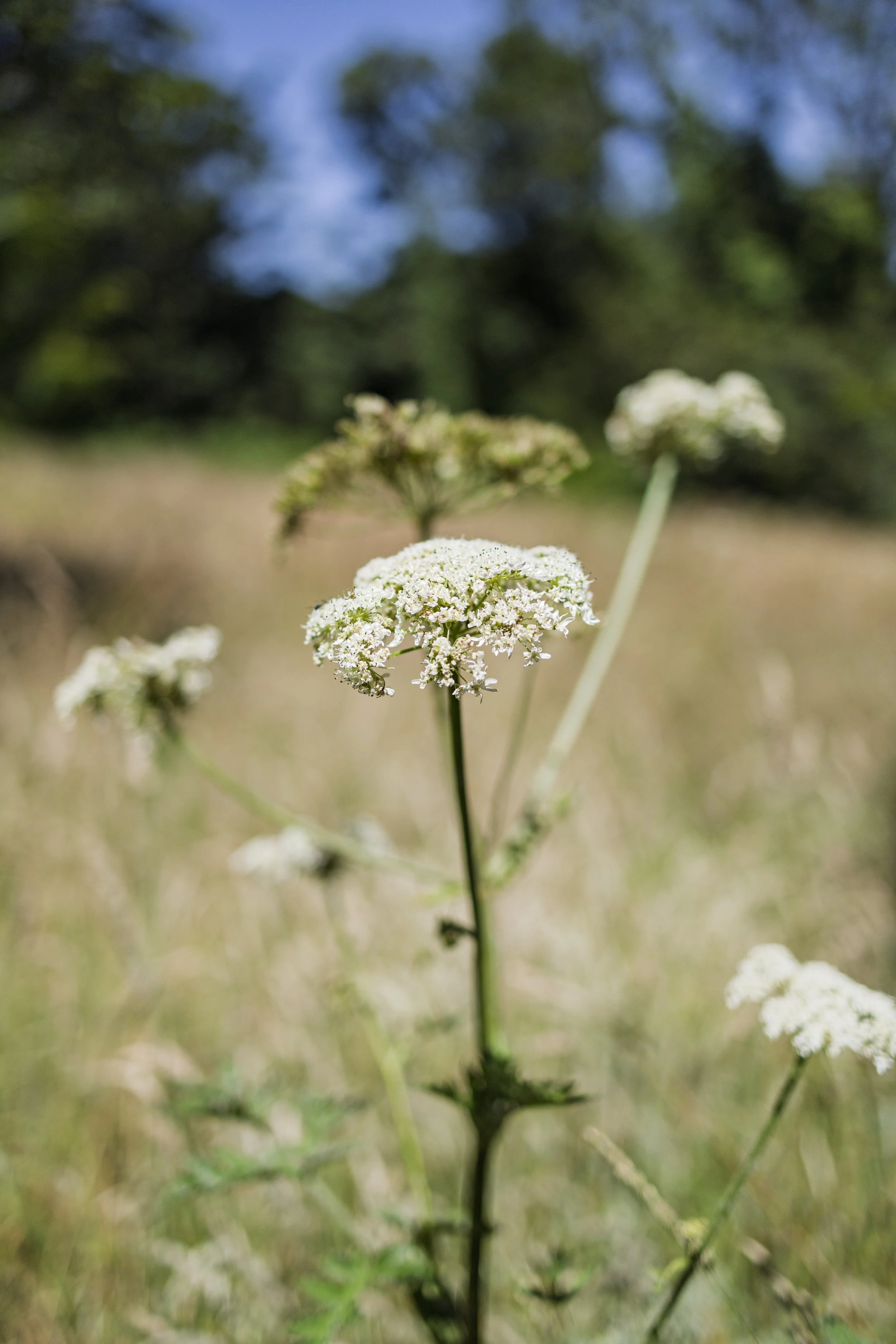 Yarrow Plant