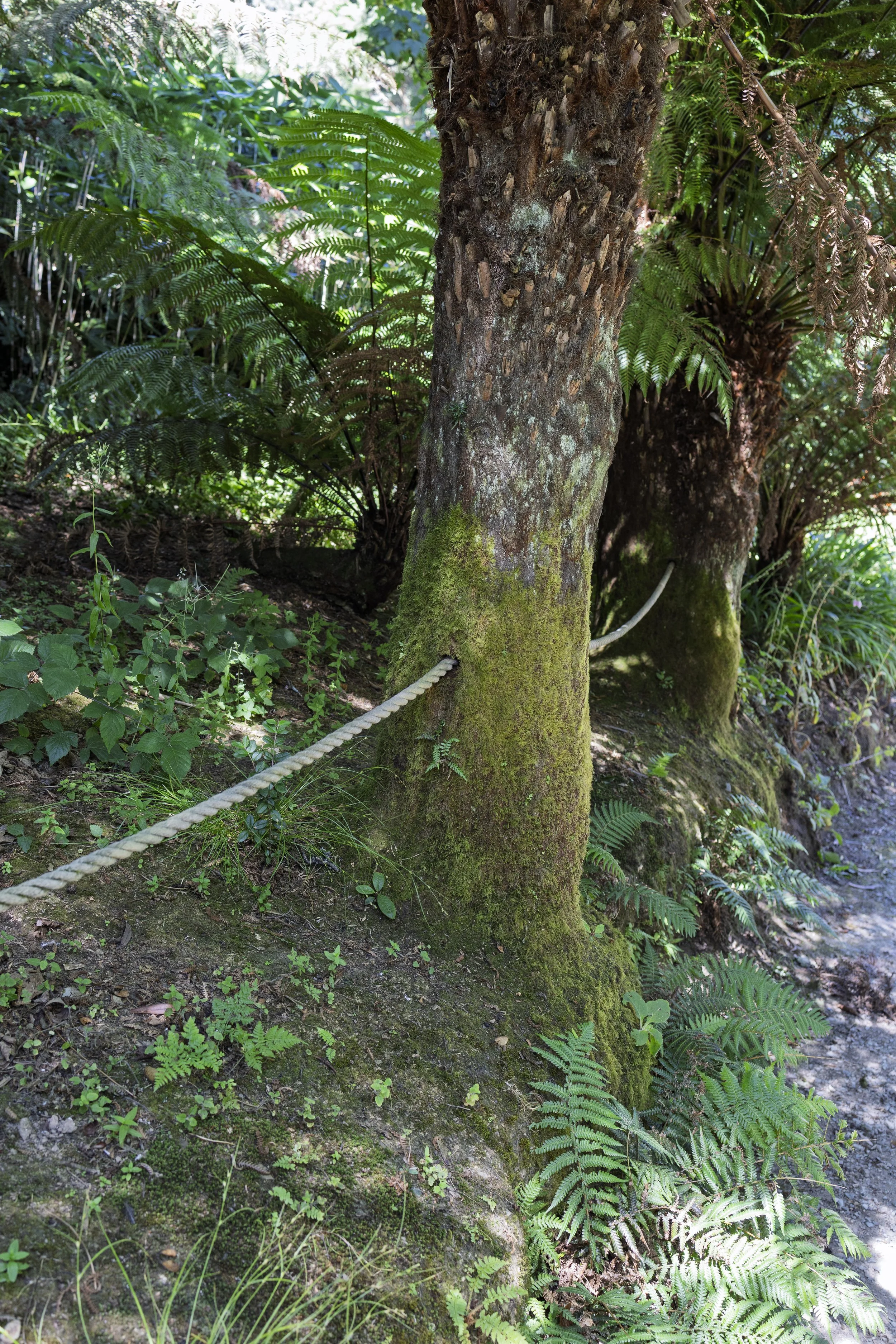 Rope in a Tree