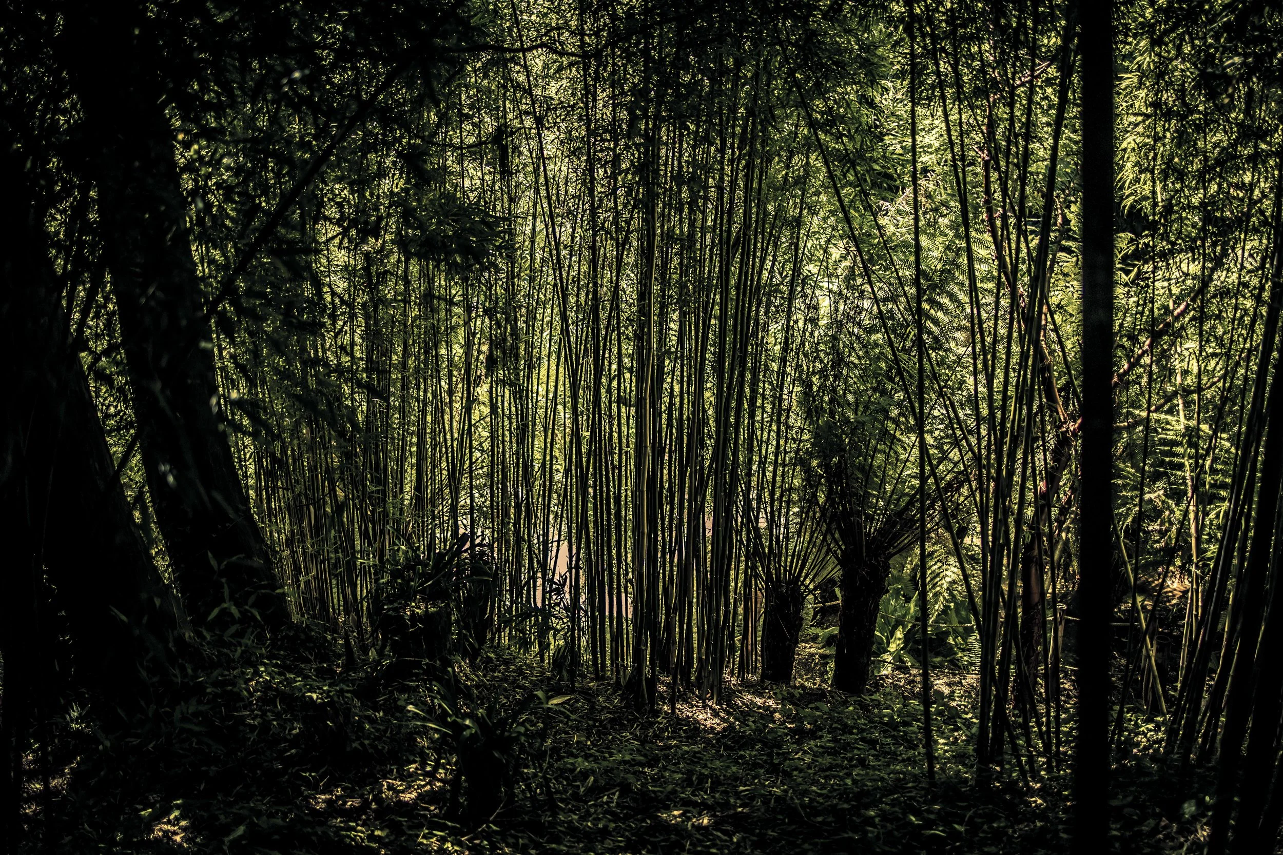 Bamboo Silhoutte