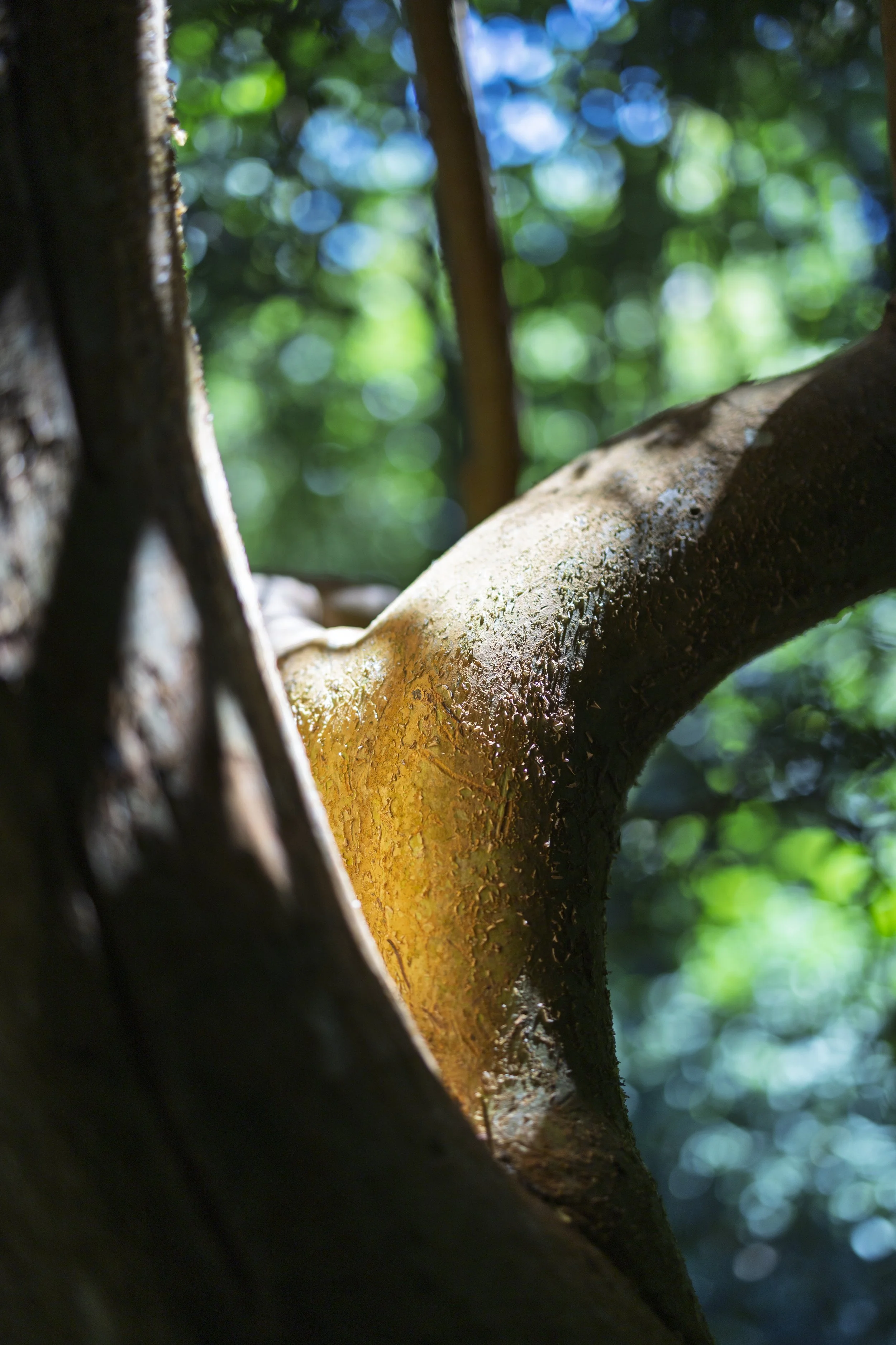 Sunlit Branch