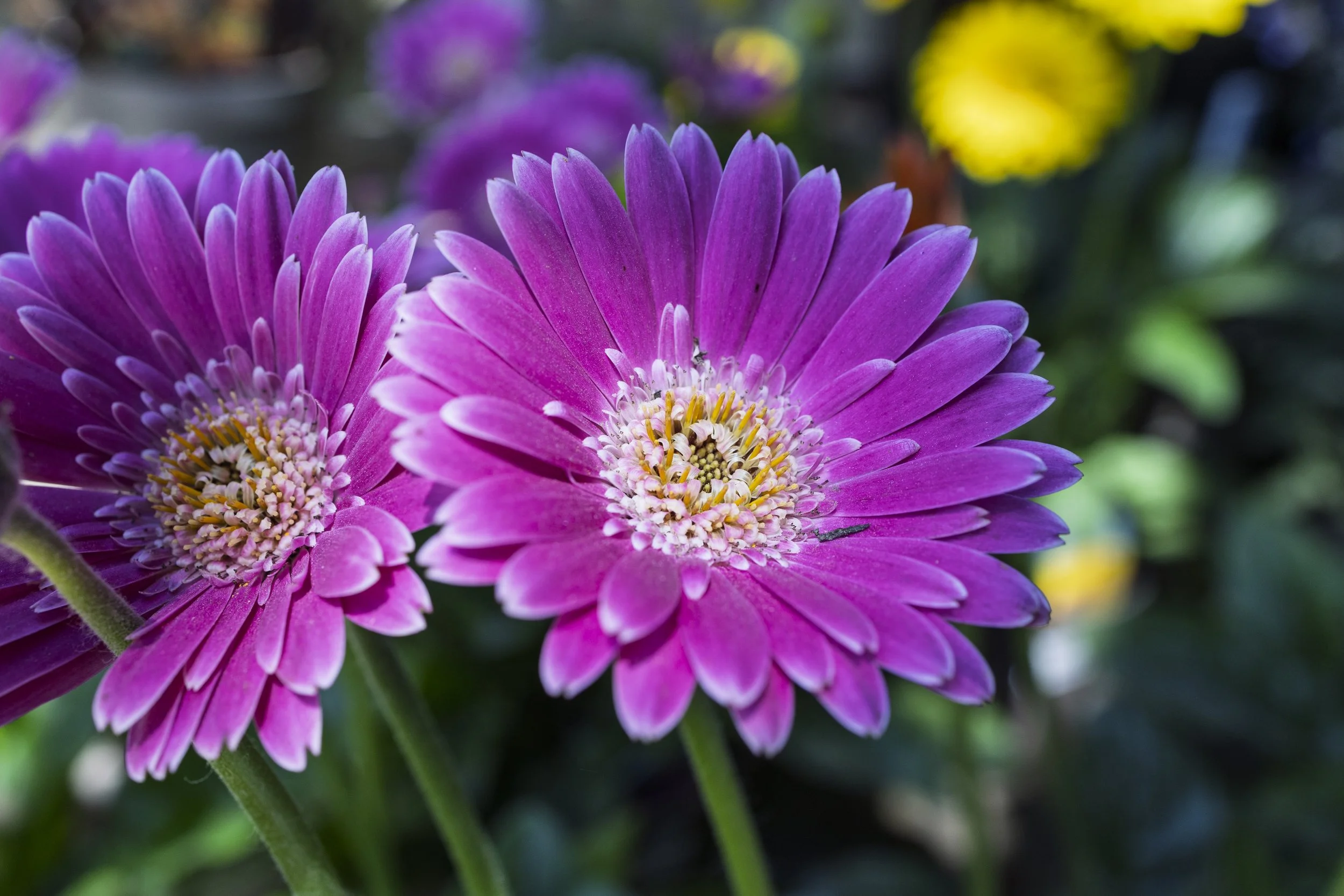 Purple Gerbera Pair