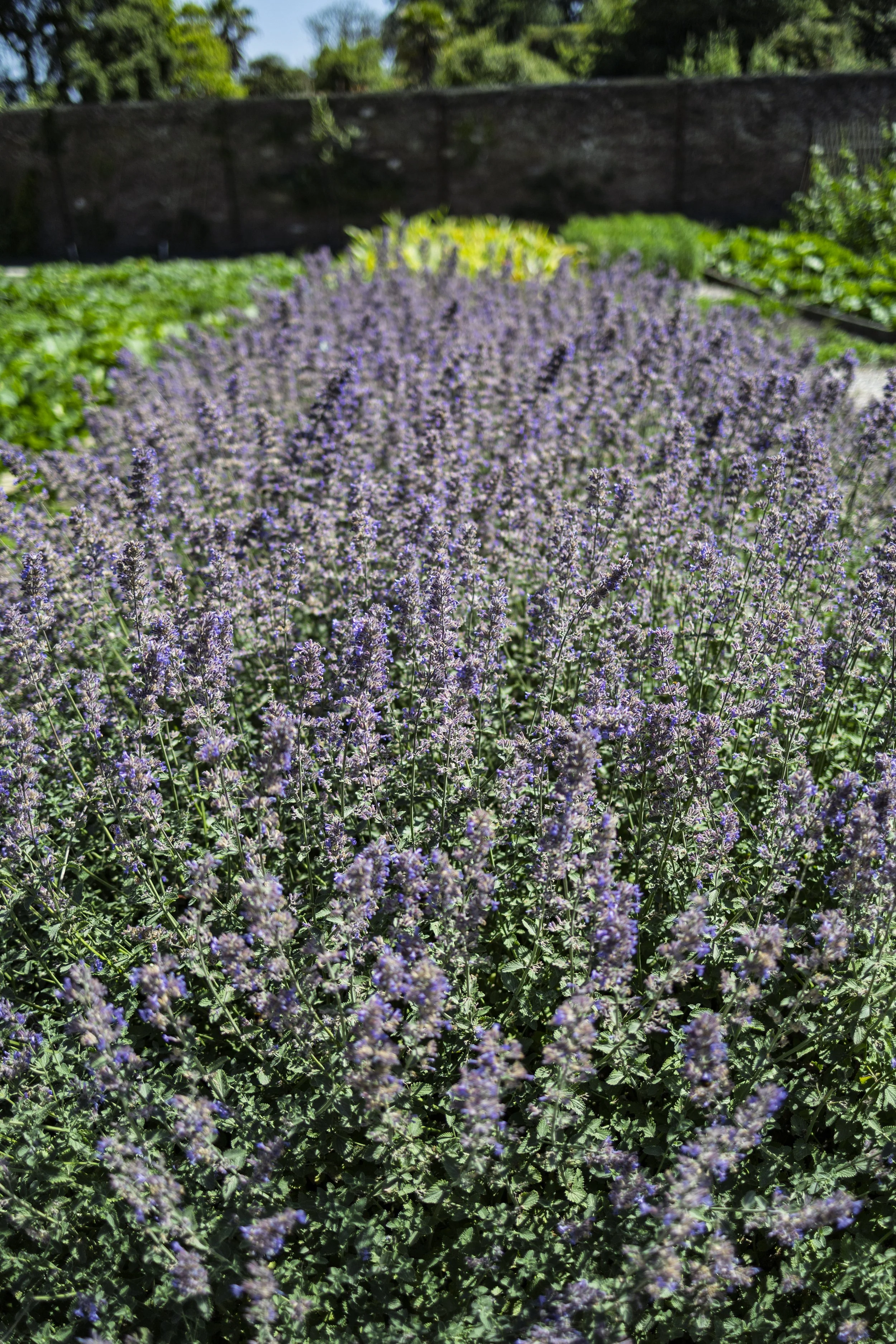 Catmint Field