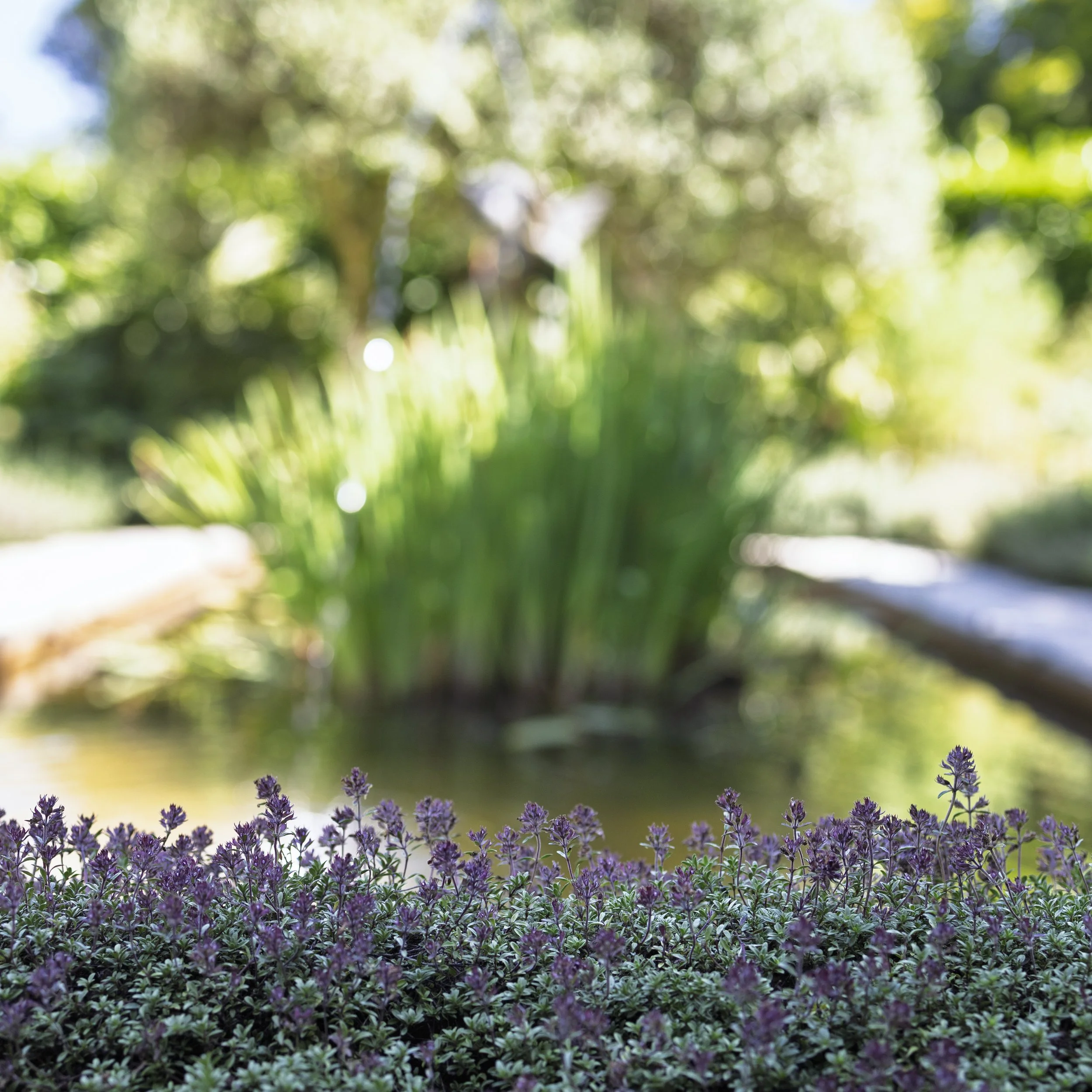Purple Bordered Pond