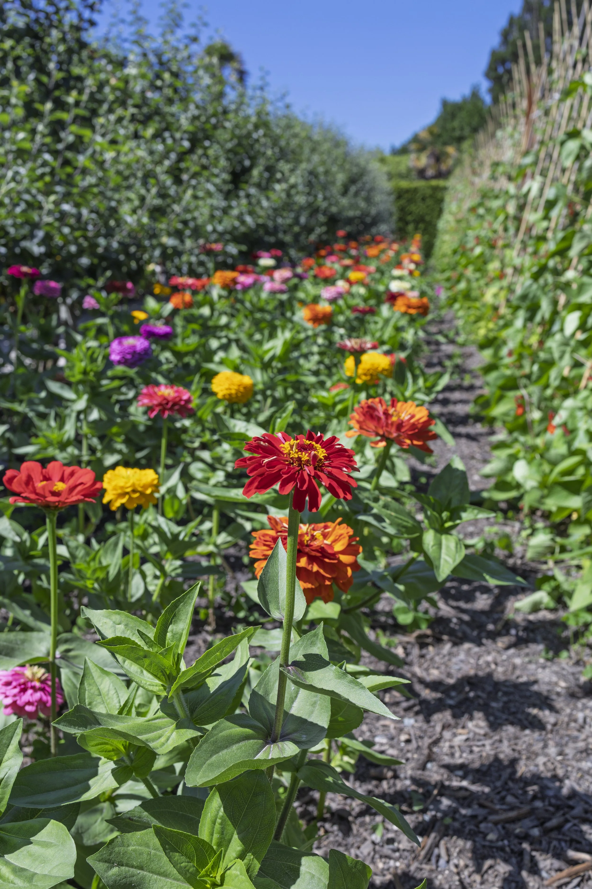 Lines of Zinnias