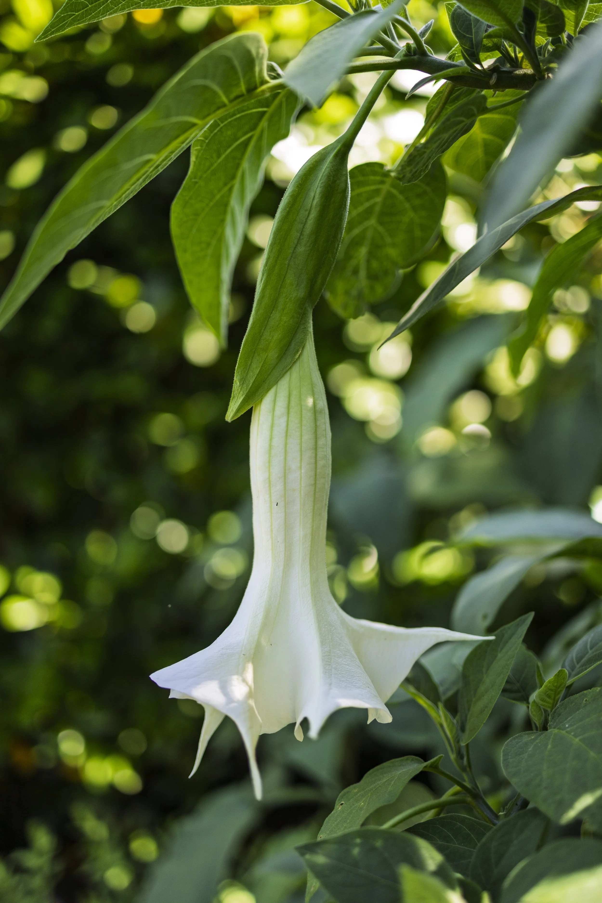 Angel’s Trumpet