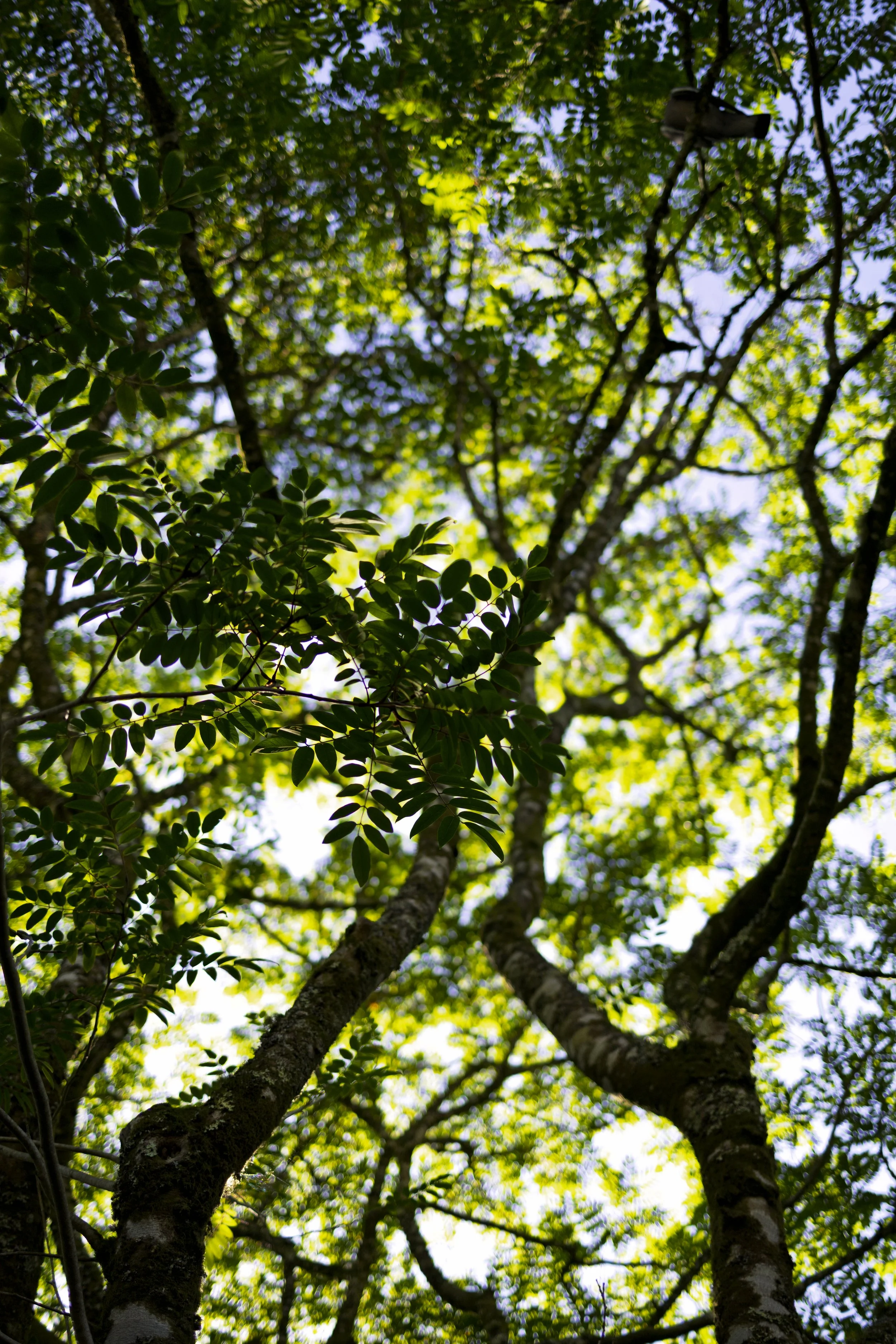 Tree Shadows