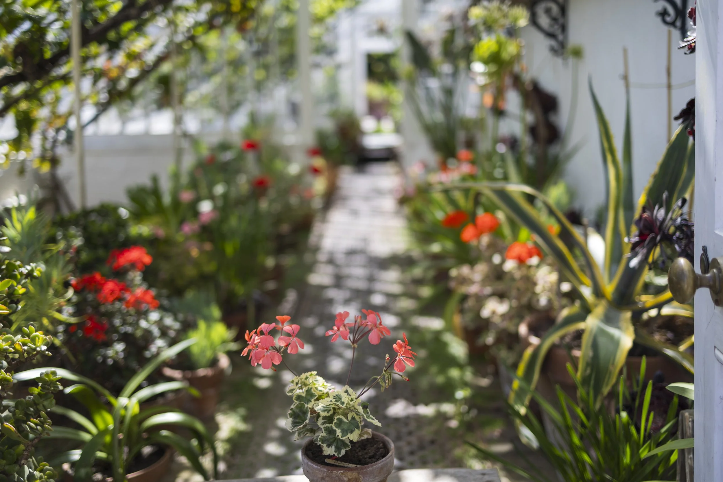 In a Greenhouse