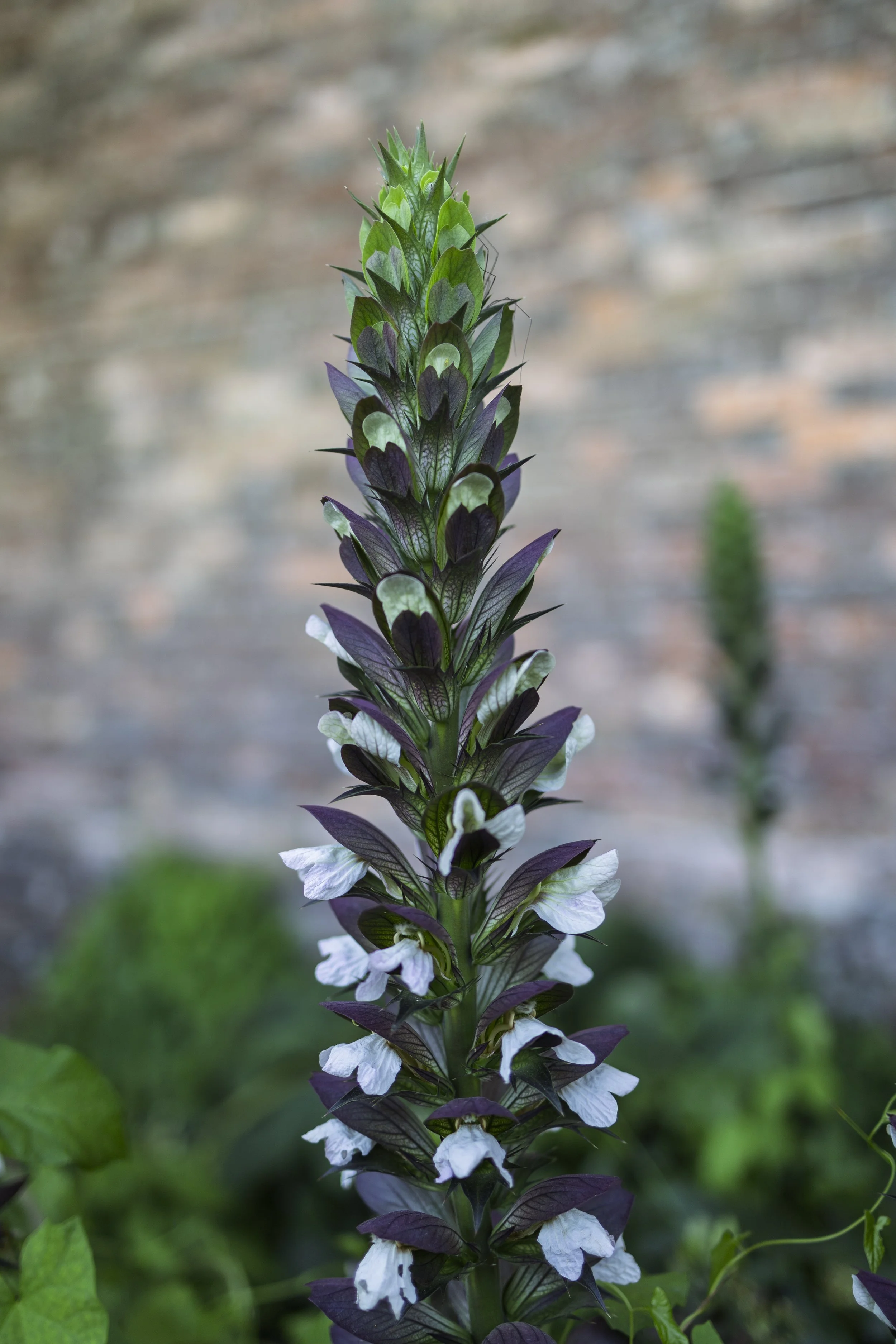 Acanthus