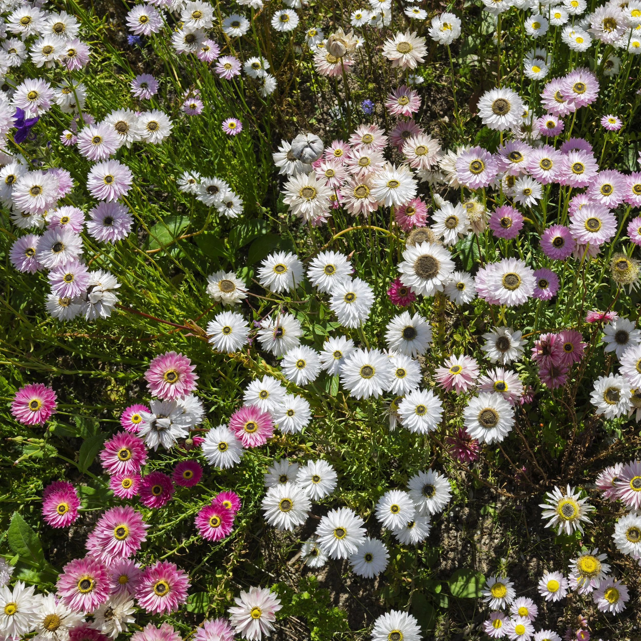 Daisies