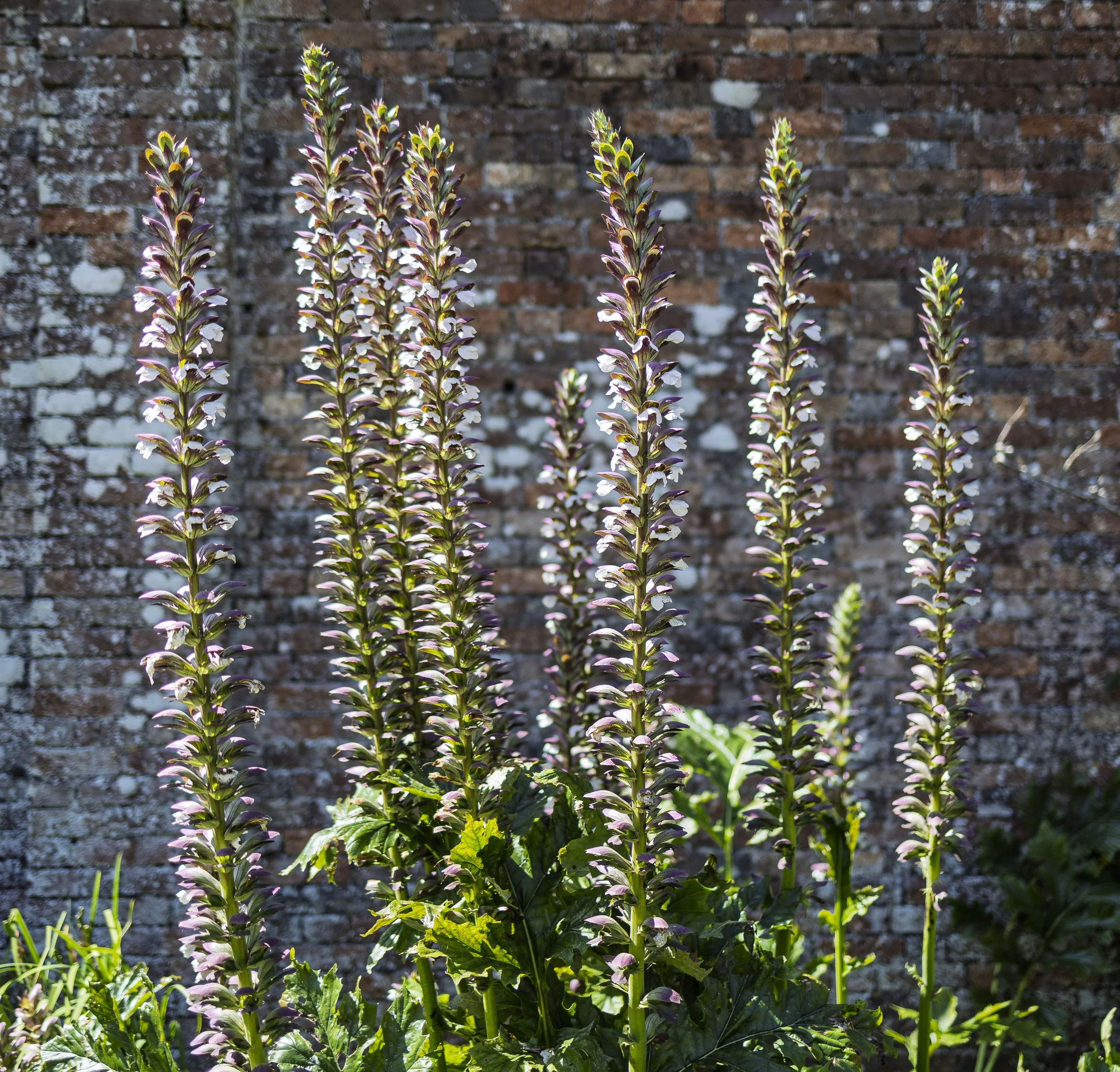 More Acanthus Plants