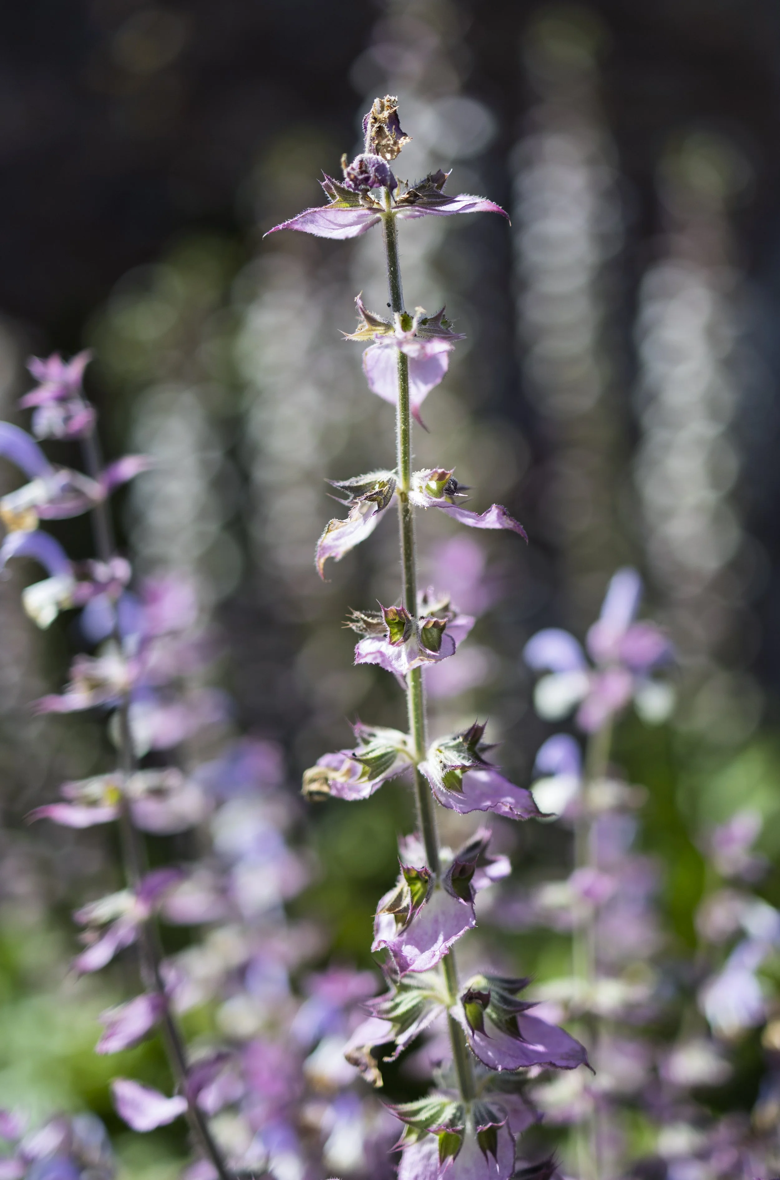 Clary Sage