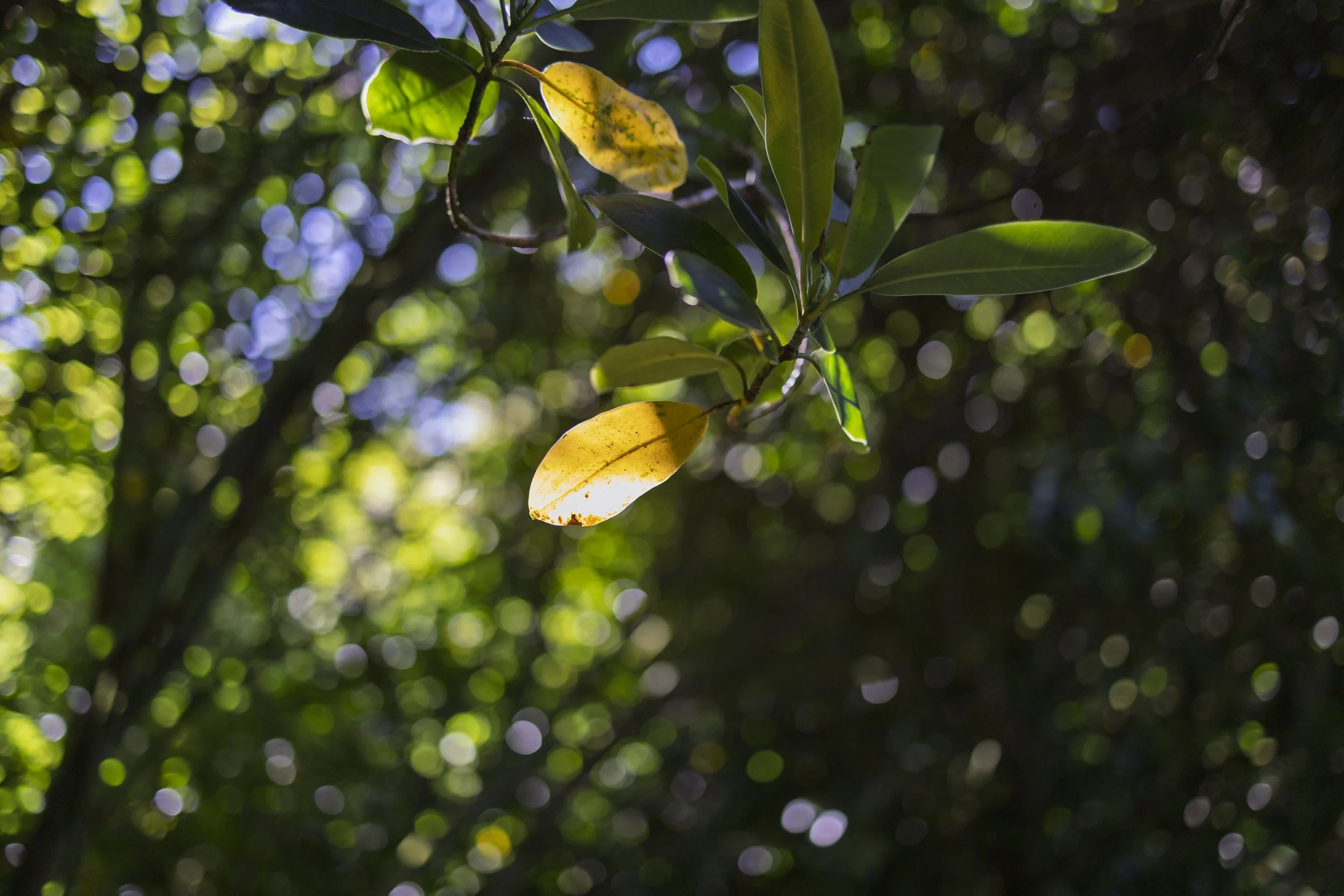 Sunlit Leaves