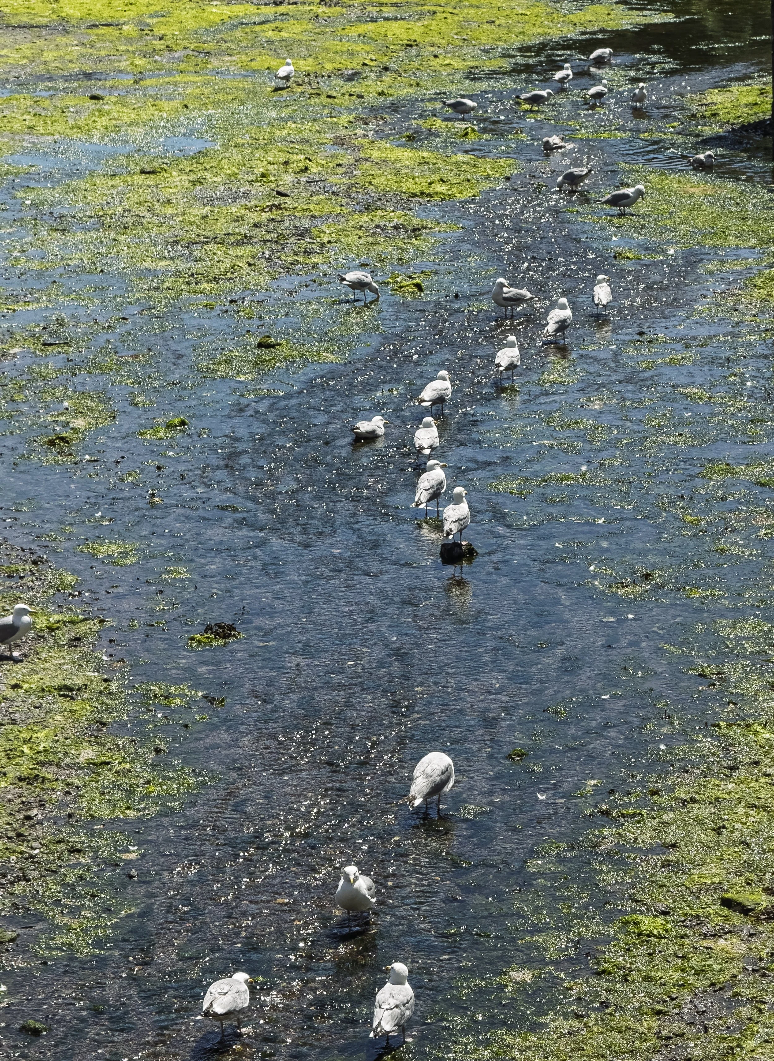 Gulls in a Line