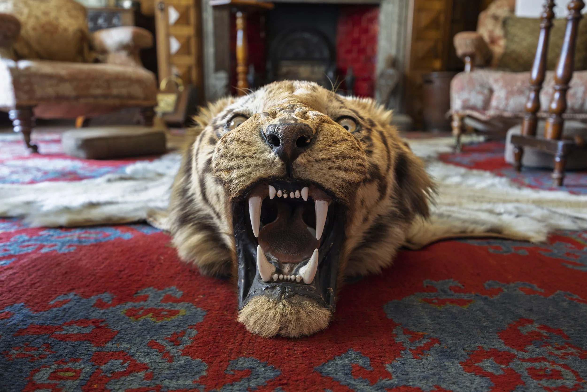 Tiger Rug
