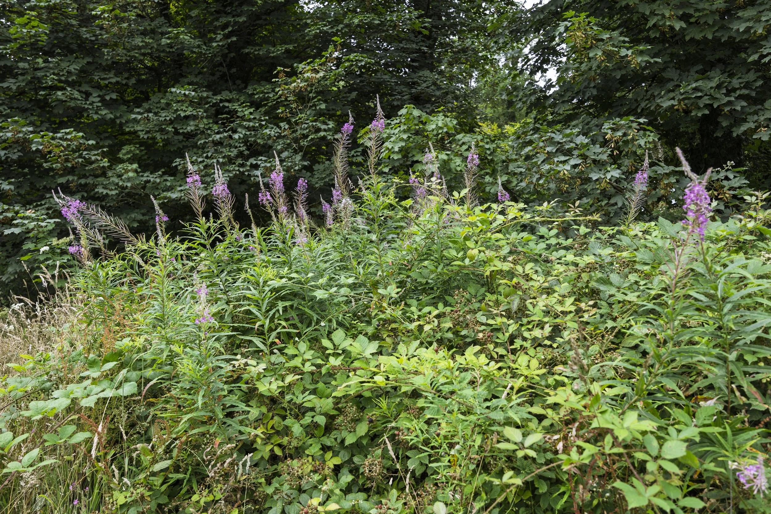 Flowers on the Path out of Lahnhydrock
