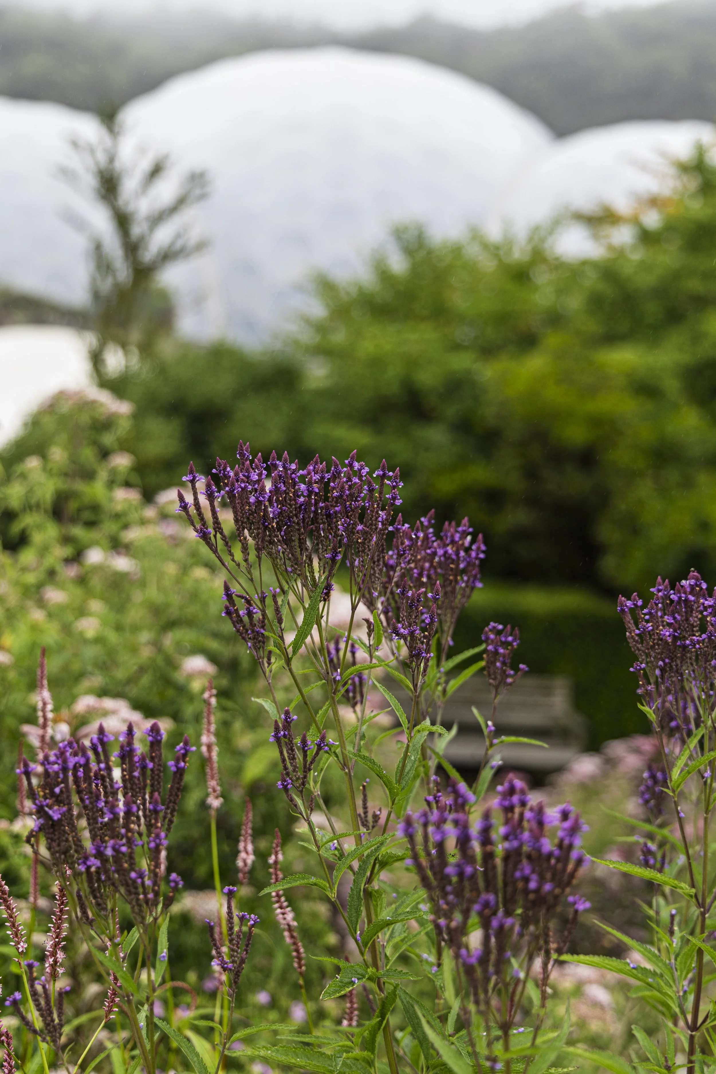 Dome and Flowers 1
