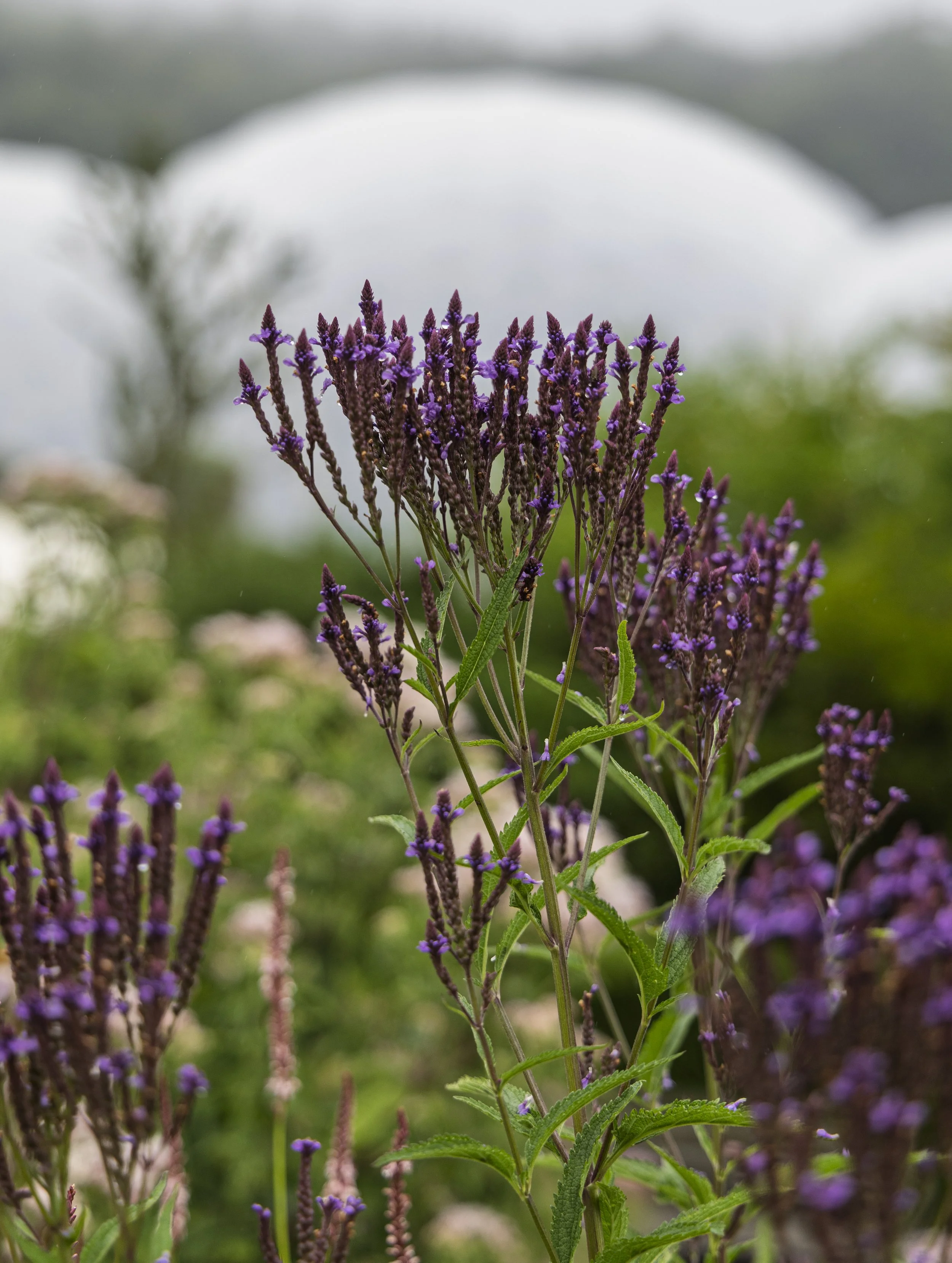 Dome and Flowers 2