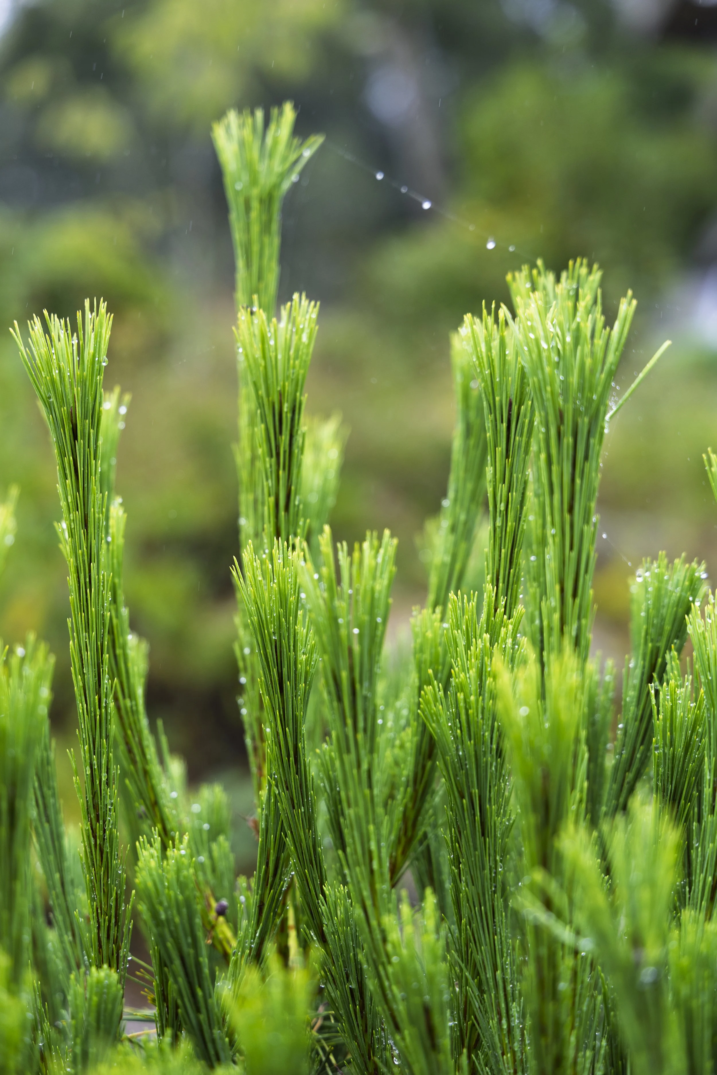 Raindrops