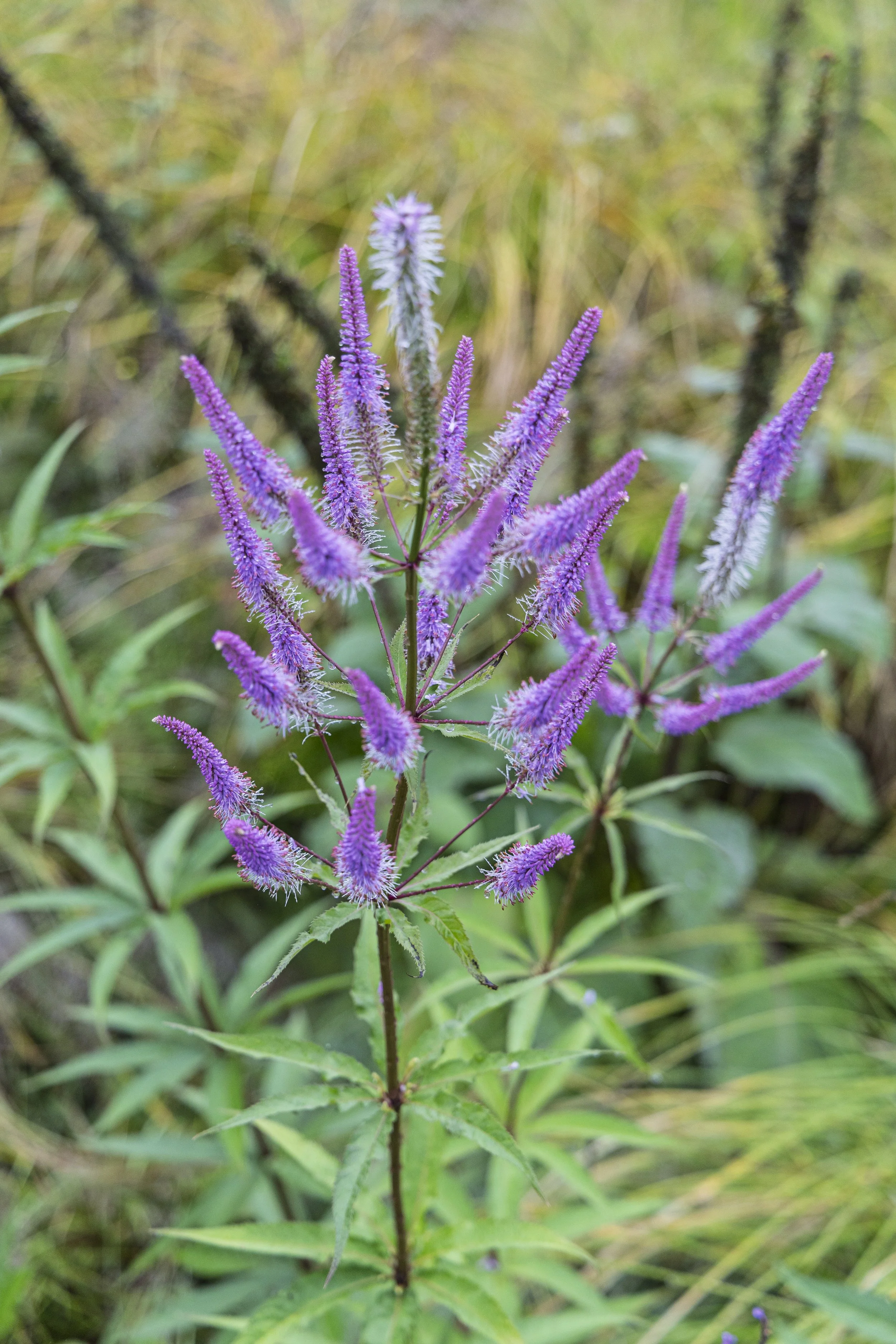 Purple 1